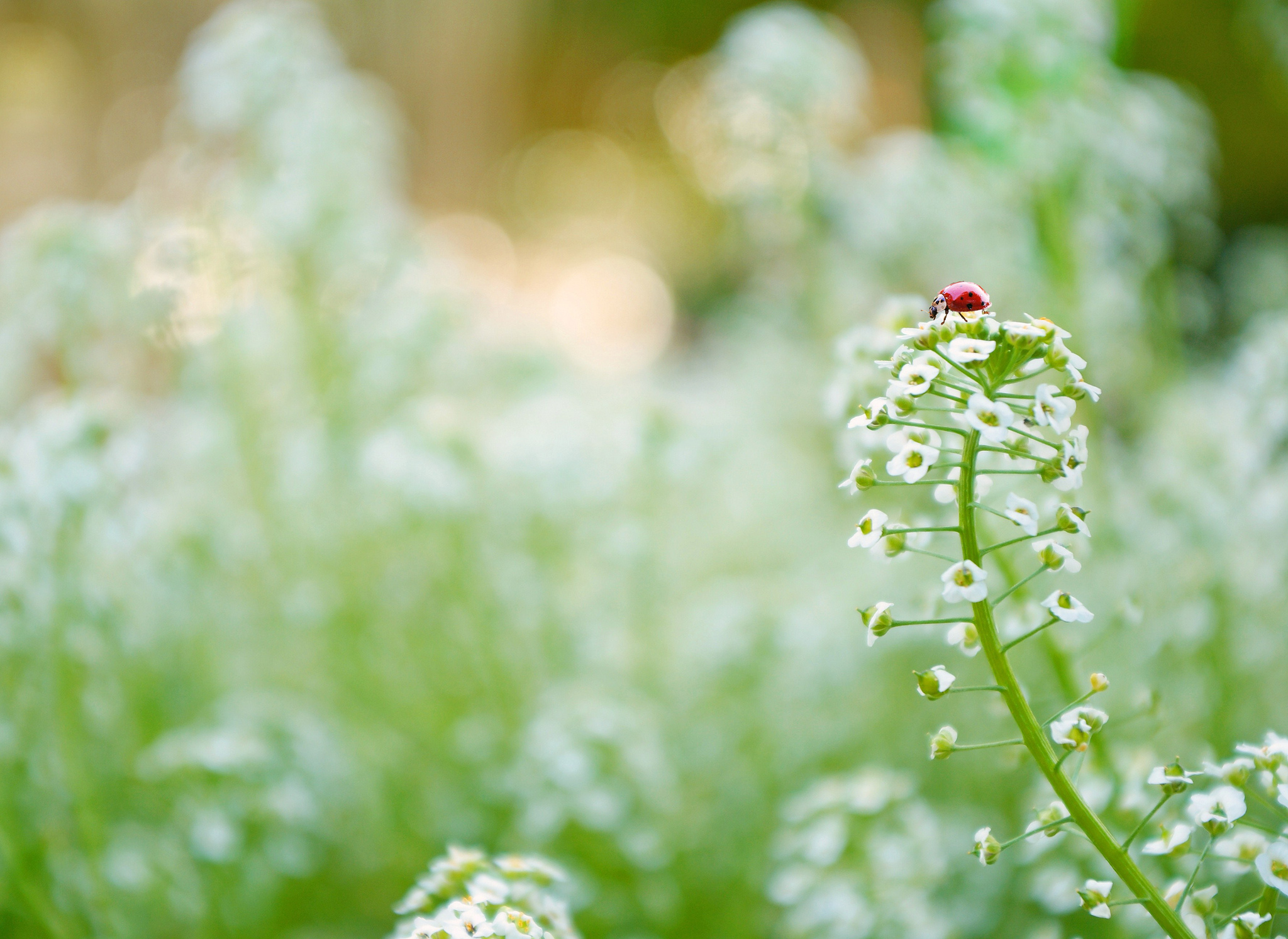 Download mobile wallpaper Nature, Flower, Insect, Animal, Ladybug, Bokeh, White Flower for free.