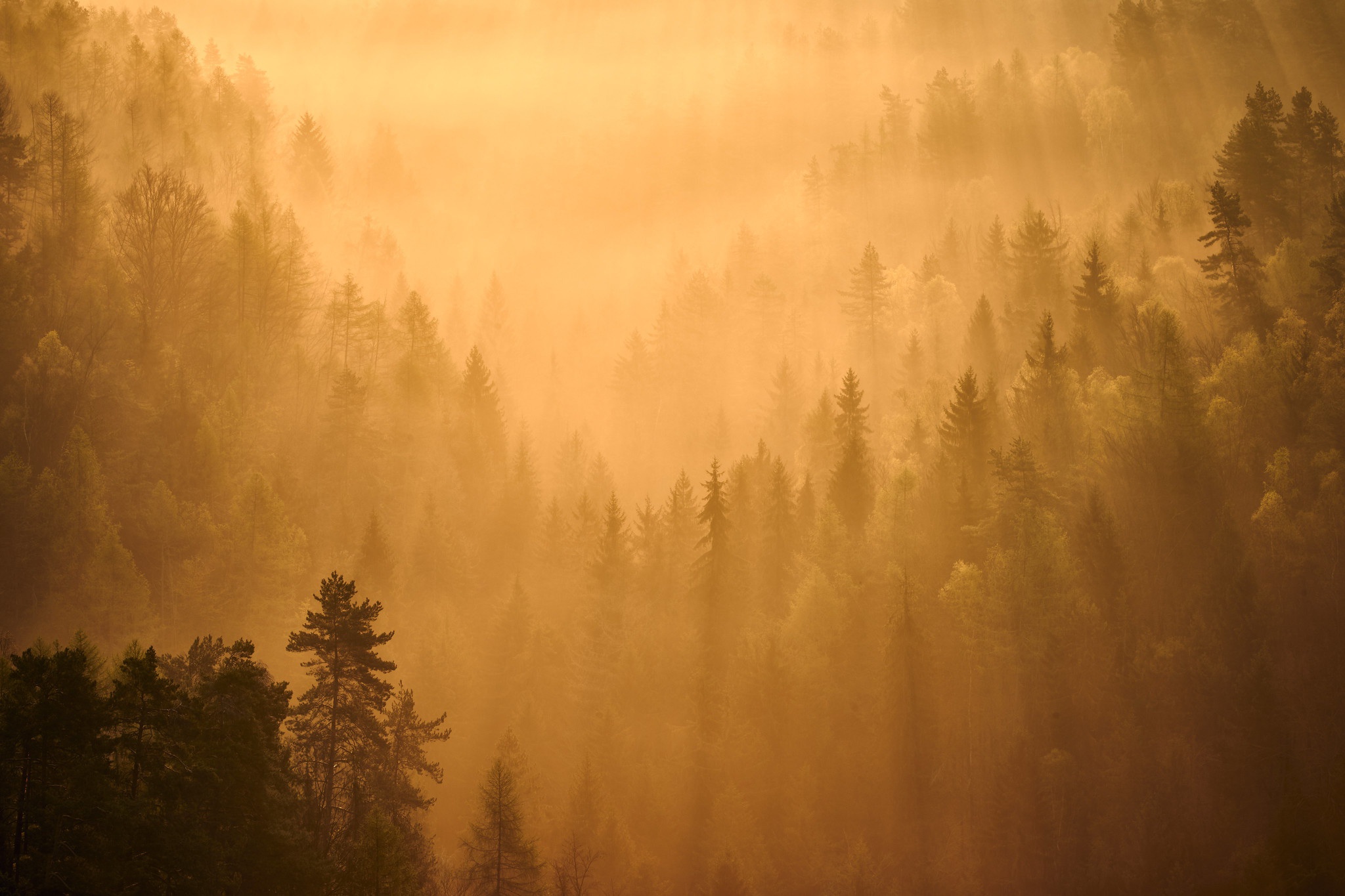 無料モバイル壁紙自然, 森, 霧, 地球, サンビームをダウンロードします。