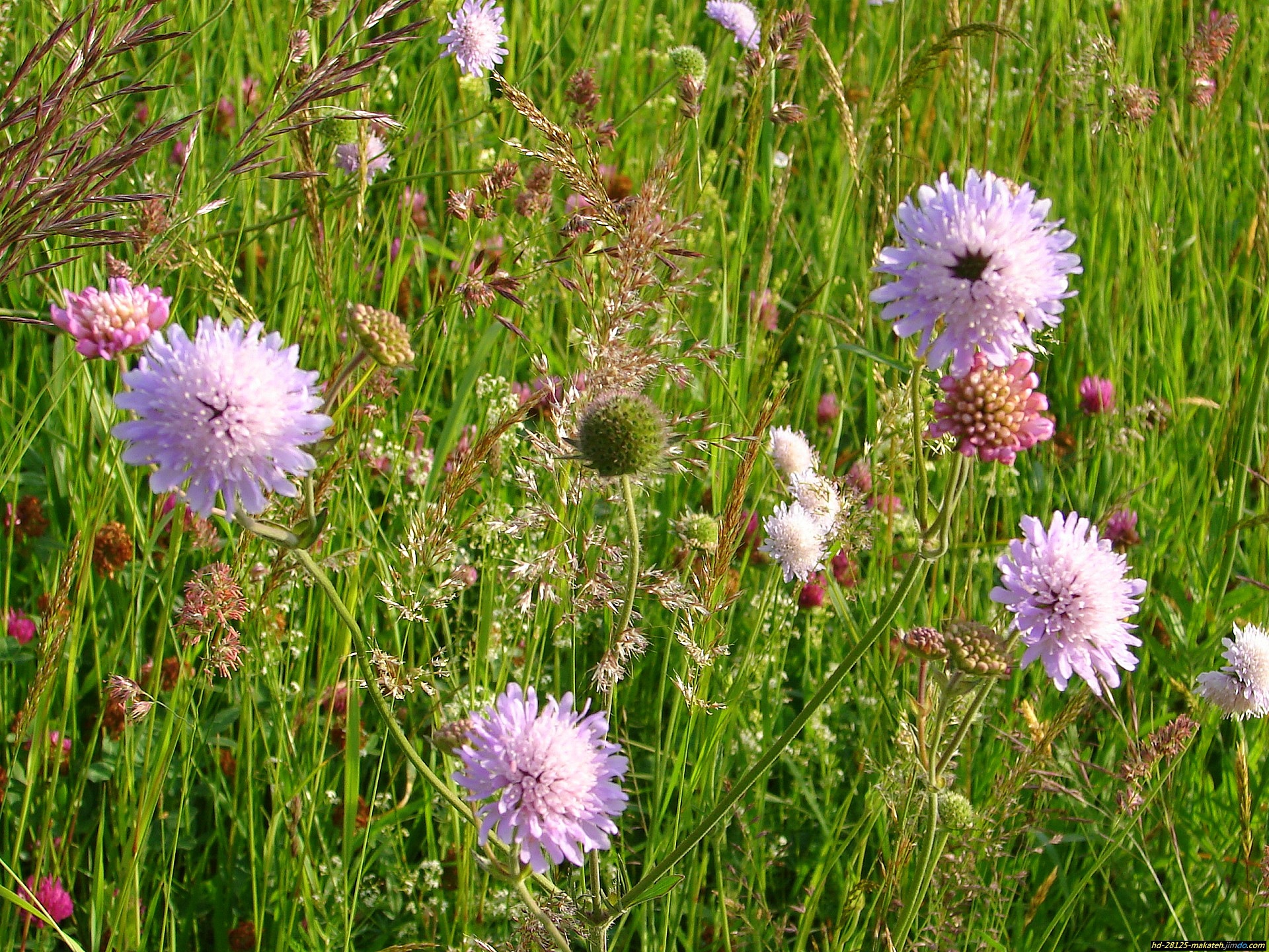 Téléchargez gratuitement l'image Fleurs, Fleur, La Nature, Terre/nature sur le bureau de votre PC