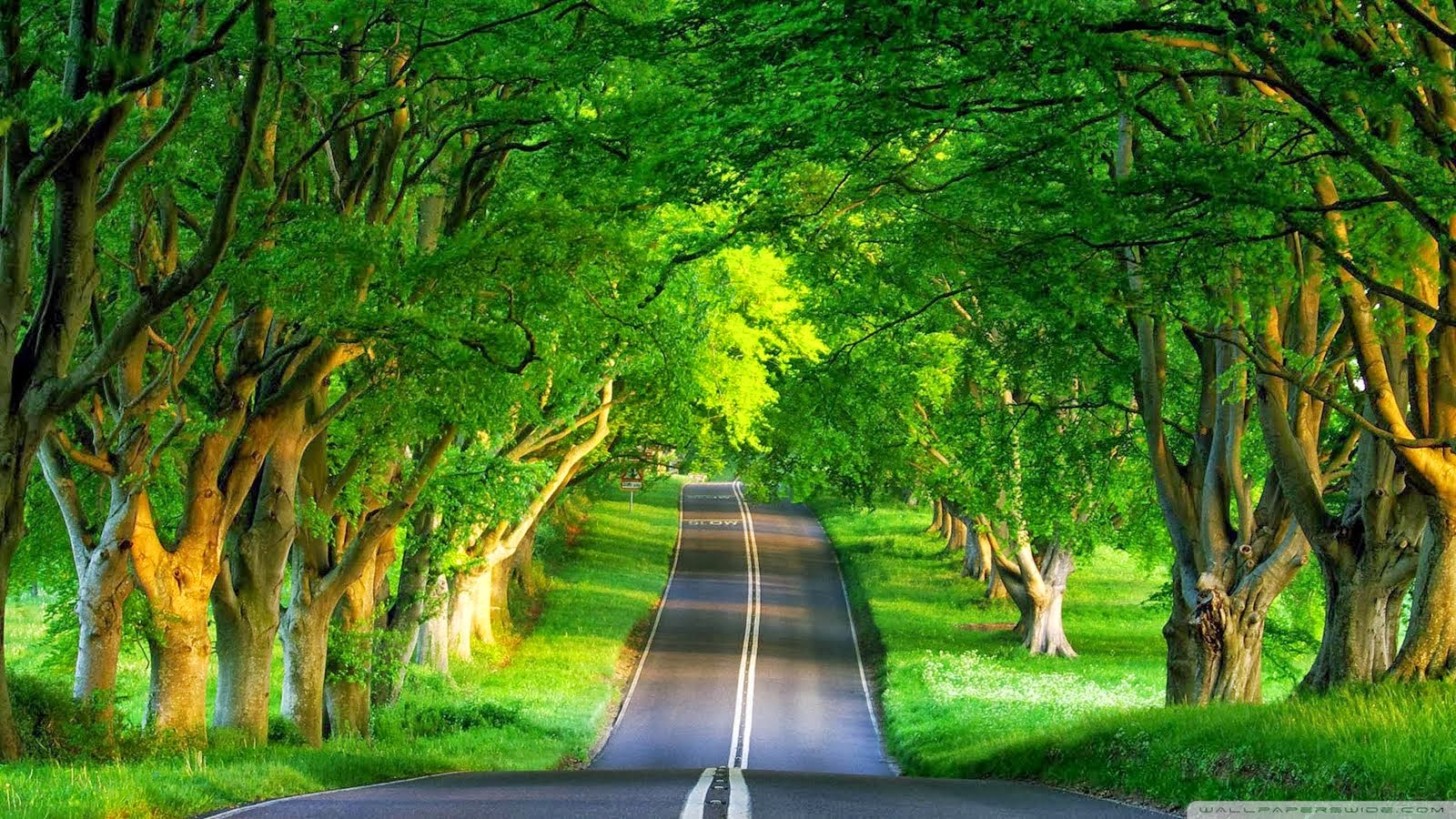 Free download wallpaper Road, Tree, Man Made on your PC desktop