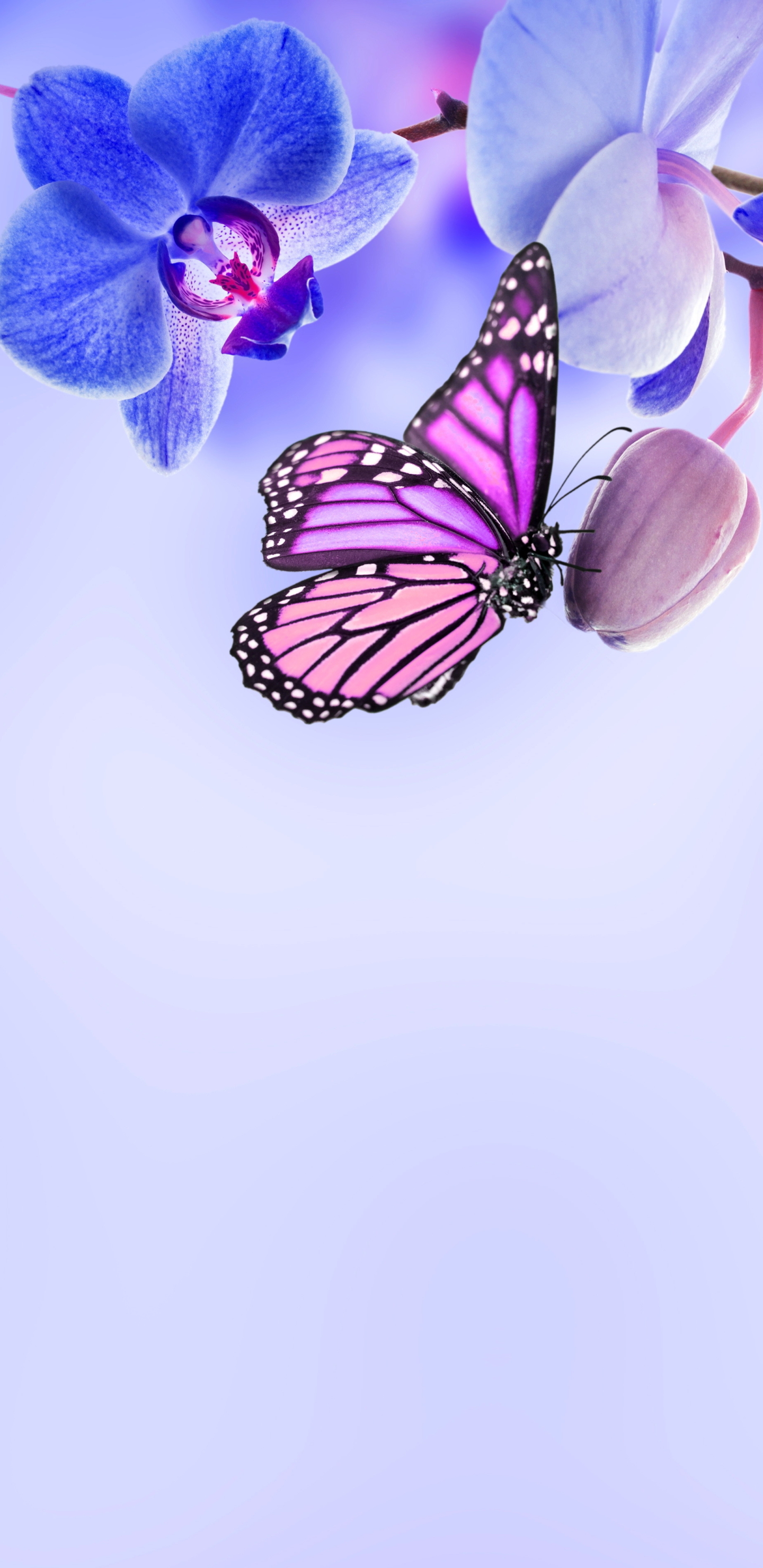 Скачать обои бесплатно Цветок, Бабочка, Орхидея, Земля/природа, Синий Цветок, Флауэрсы картинка на рабочий стол ПК