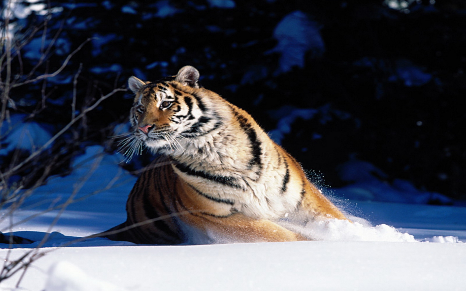 Téléchargez des papiers peints mobile Chats, Animaux, Tigre gratuitement.