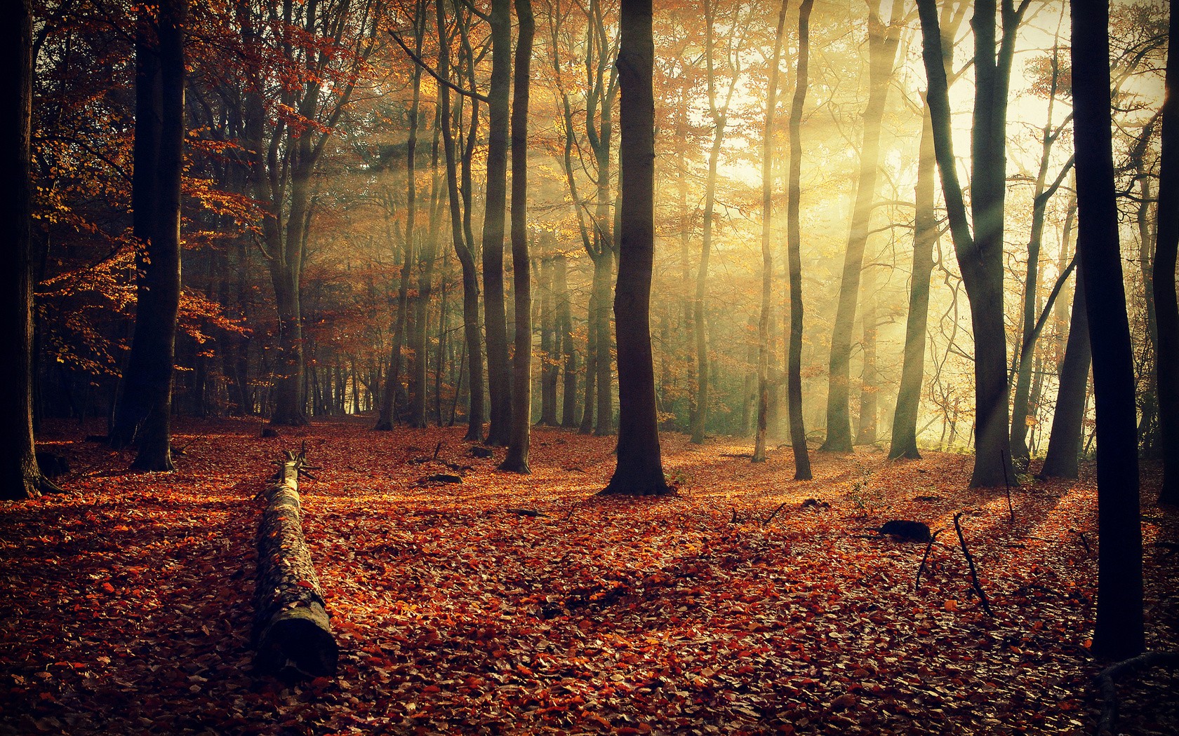 Download mobile wallpaper Forest, Earth, Sunbeam for free.
