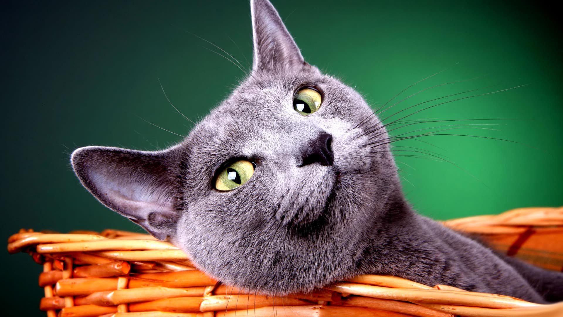 Free download wallpaper Cat, Cats, Animal on your PC desktop