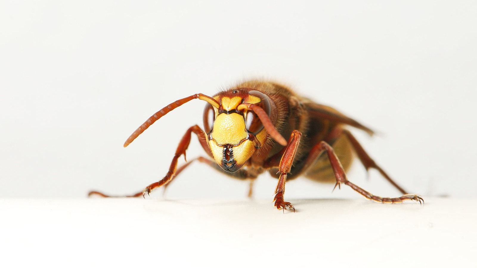 PCデスクトップに動物, 昆虫, 蜂, ハチ画像を無料でダウンロード