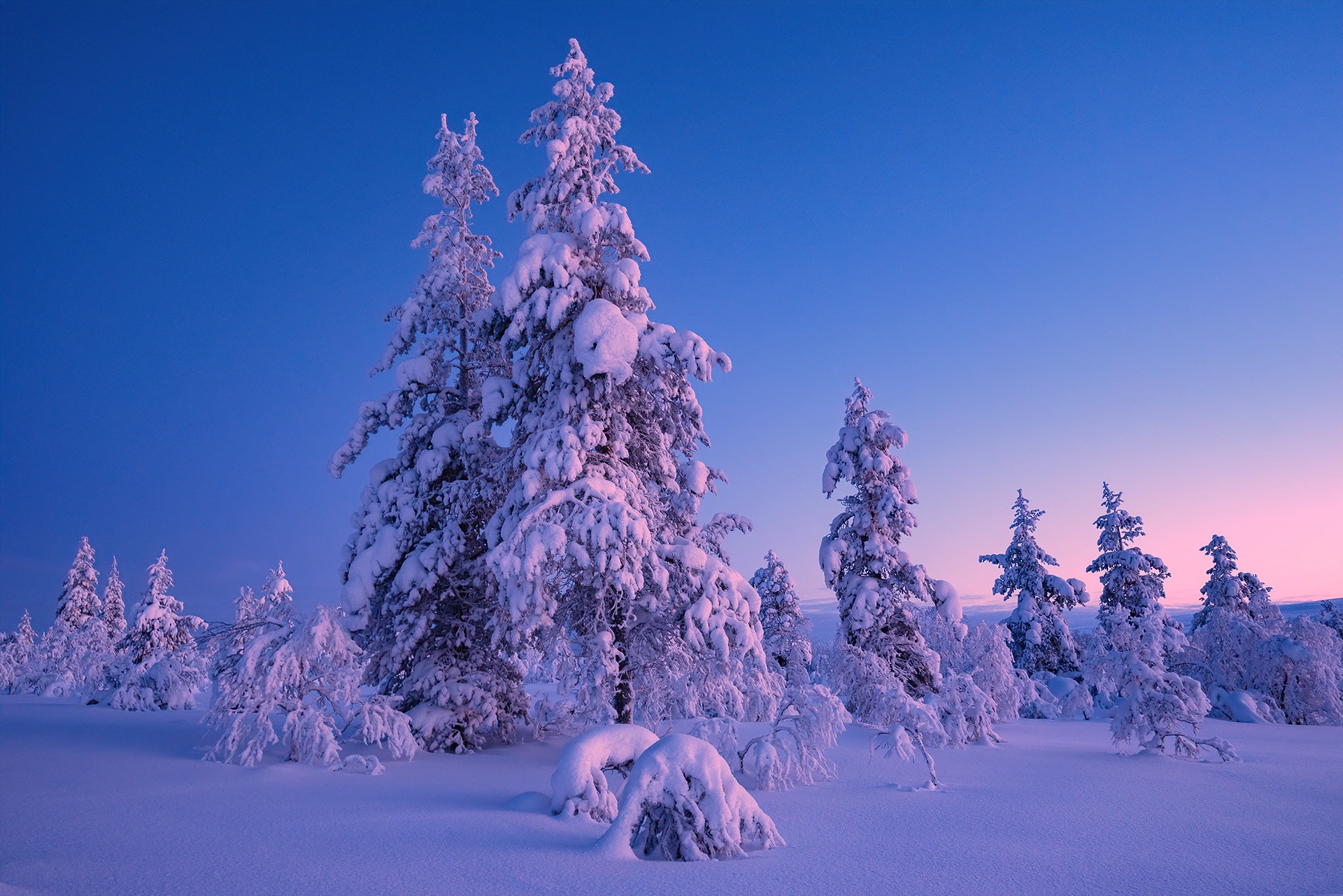 PCデスクトップに冬, 自然, 雪, モミの木, 地球画像を無料でダウンロード