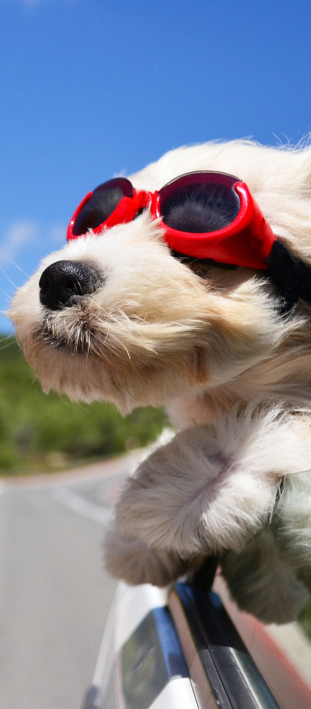 Download mobile wallpaper Dogs, Dog, Animal, Goggles for free.