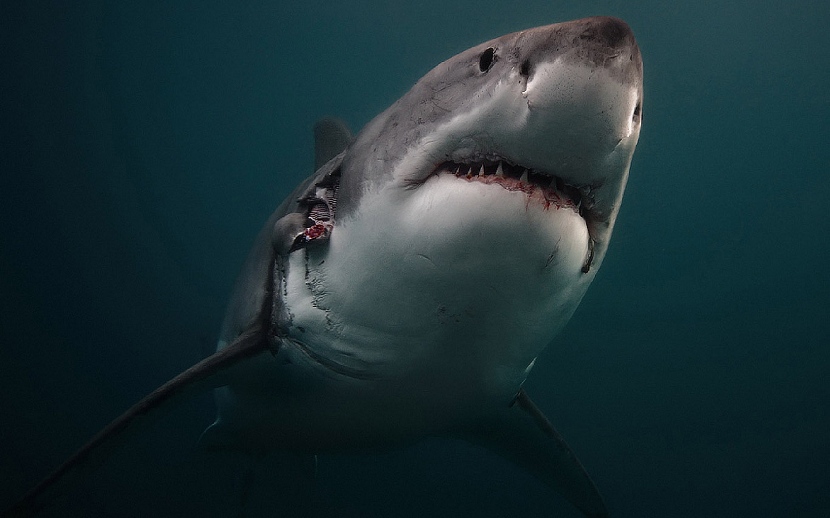 293753 baixar papel de parede animais, grande tubarão branco - protetores de tela e imagens gratuitamente