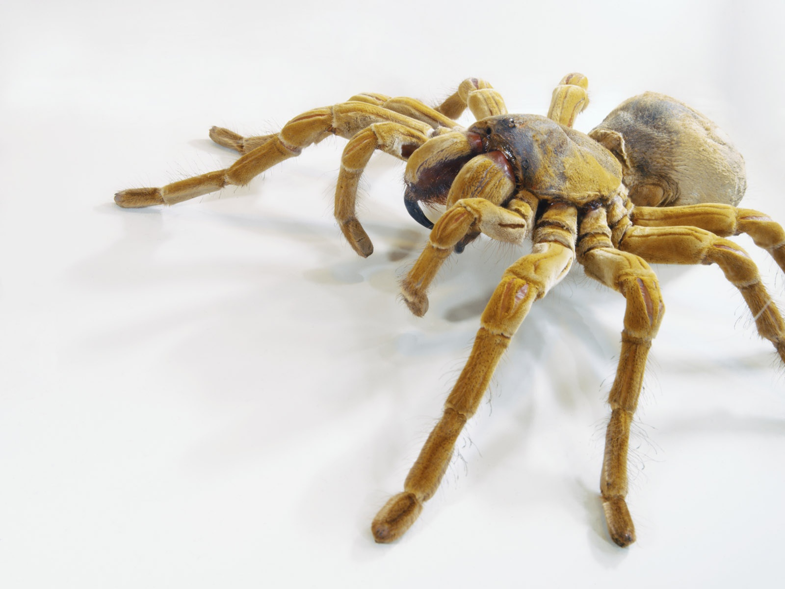 267514 скачать обои пауки, животные, паук, паукообразный, крупный план, ползающий - заставки и картинки бесплатно