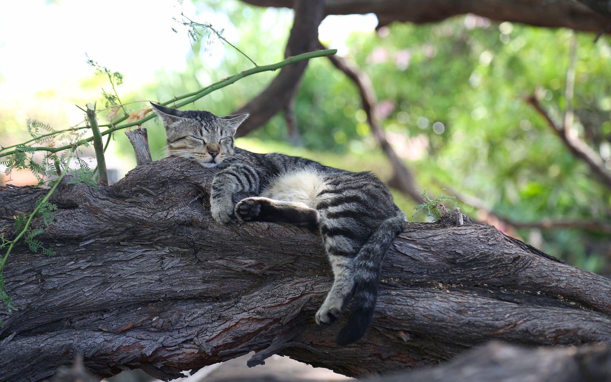 relax, animal, cat, branch, sleeping, cats