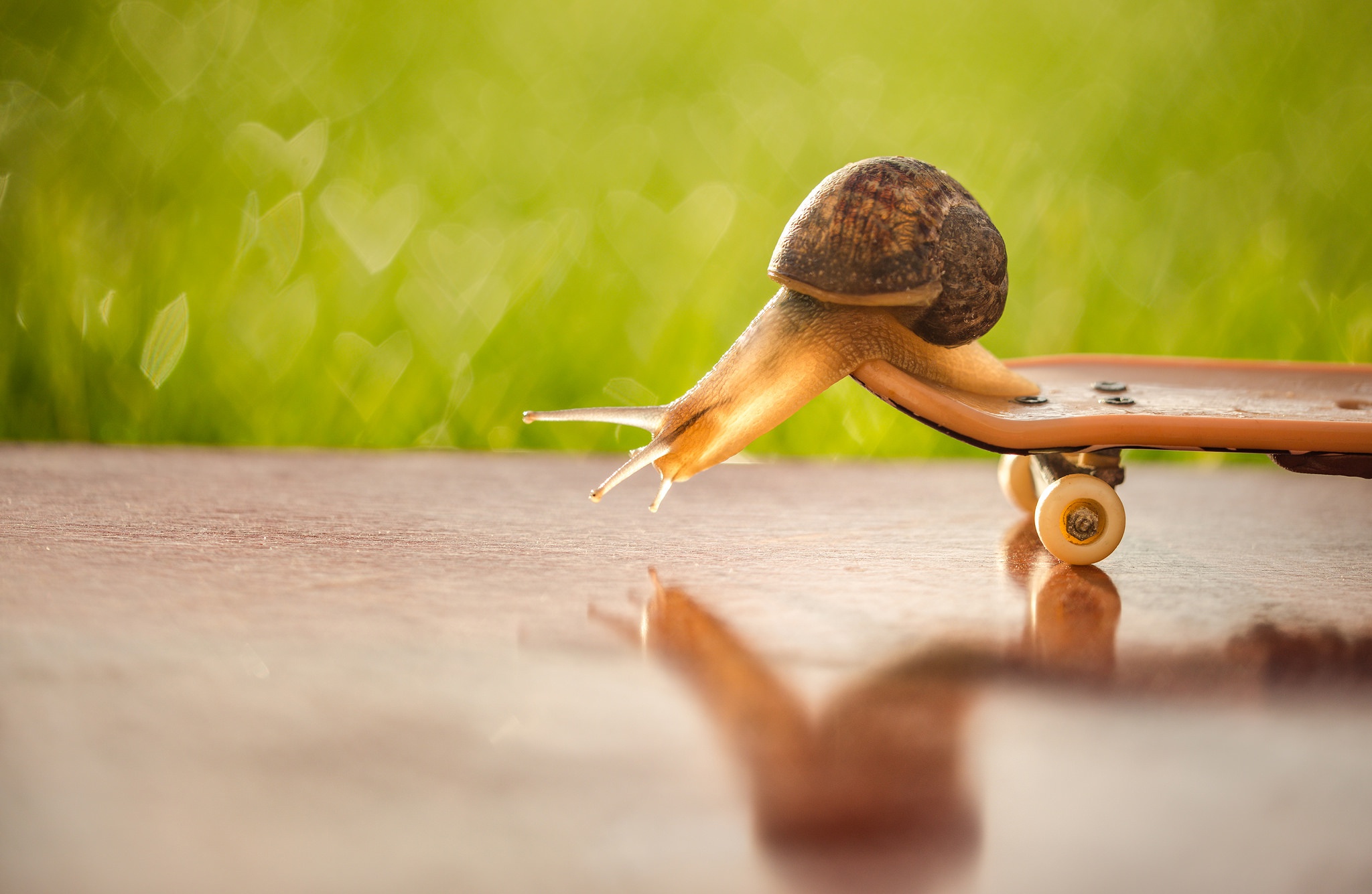 Free download wallpaper Reflection, Macro, Animal, Snail on your PC desktop