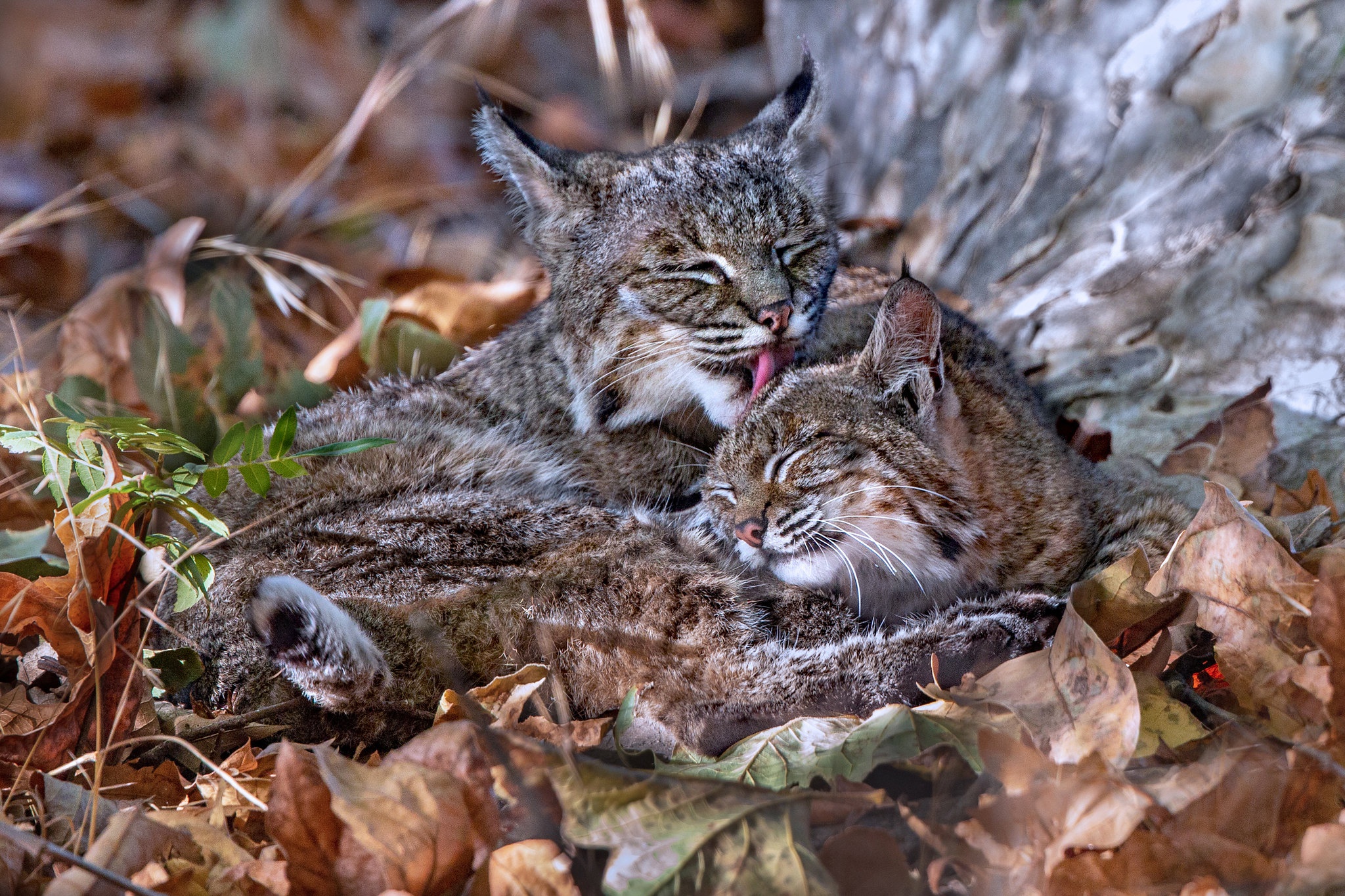 Descarga gratuita de fondo de pantalla para móvil de Animales, Gatos, Cachorro, Lince, Bebe Animal.