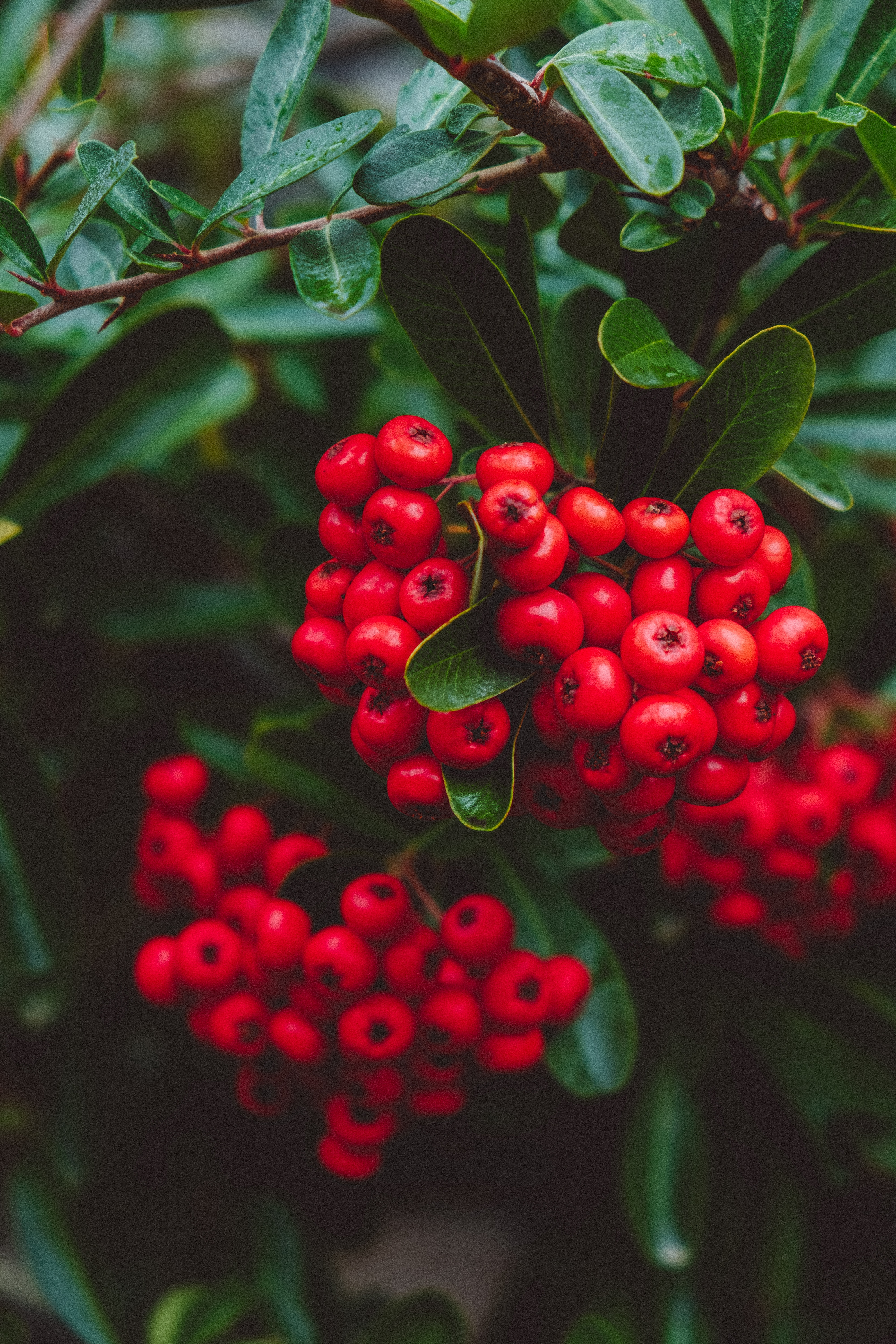 clusters, berries, red, plant, macro, bunches