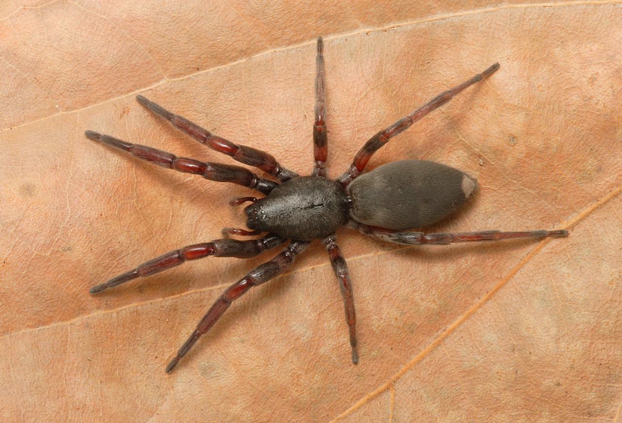 White Tail Spider Panoramic Wallpapers