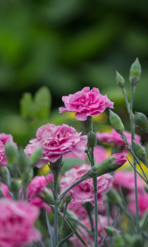 Download mobile wallpaper Nature, Flowers, Flower, Blur, Earth, Carnation, Pink Flower for free.