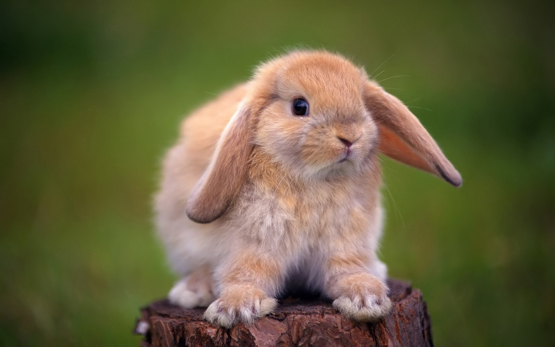 23234 descargar imagen animales, conejos: fondos de pantalla y protectores de pantalla gratis