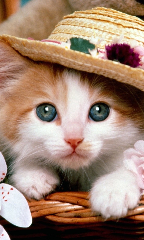 Download mobile wallpaper Cats, Cat, Kitten, Animal, Hat for free.