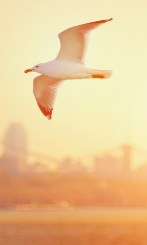 Download mobile wallpaper Birds, City, Bridge, Animal, Seagull for free.