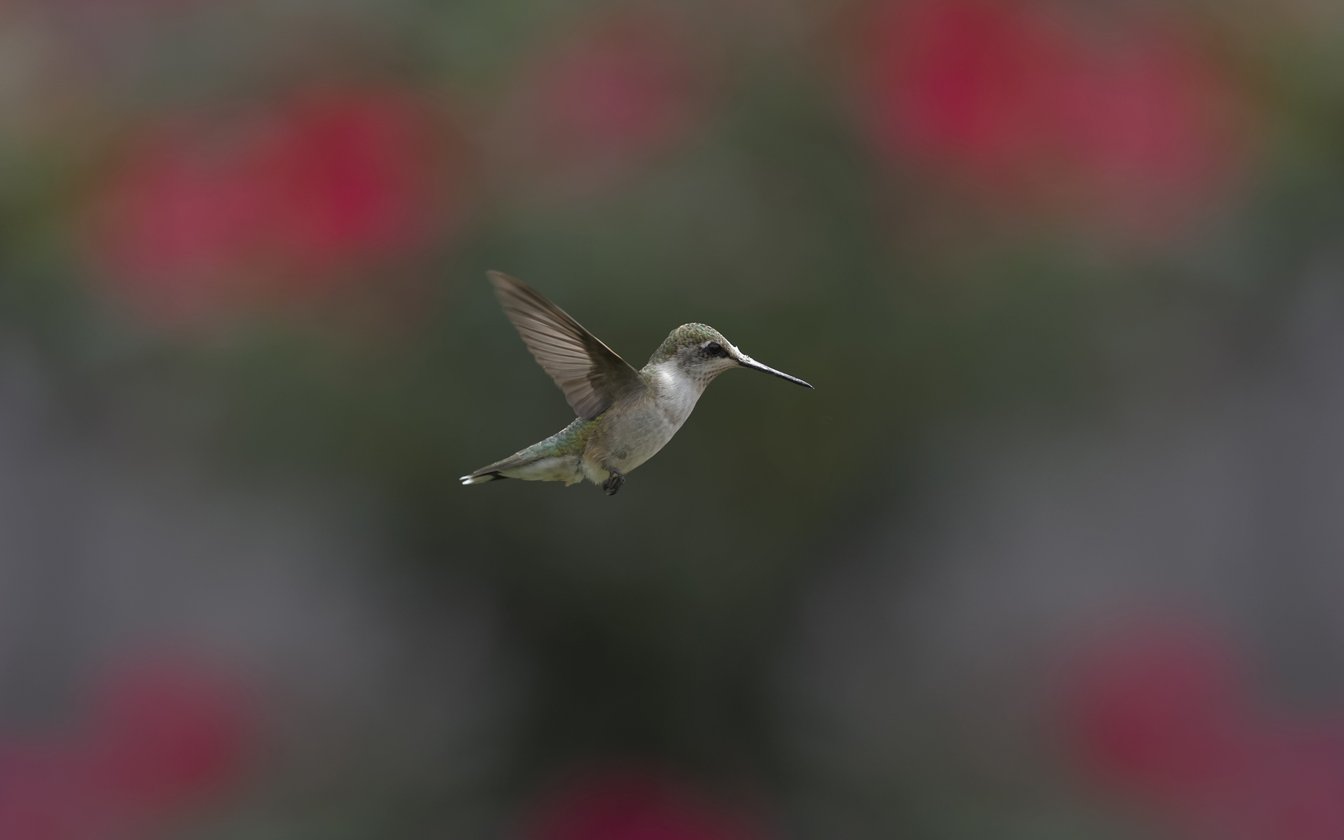 Free download wallpaper Birds, Bird, Animal, Hummingbird on your PC desktop