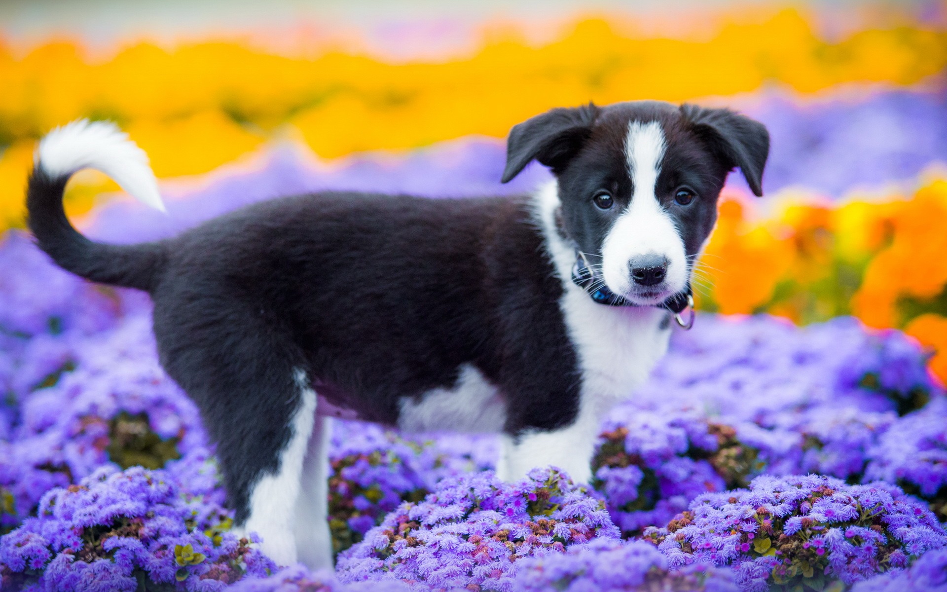 Handy-Wallpaper Tiere, Hunde, Hund, Welpen, Border Collie kostenlos herunterladen.