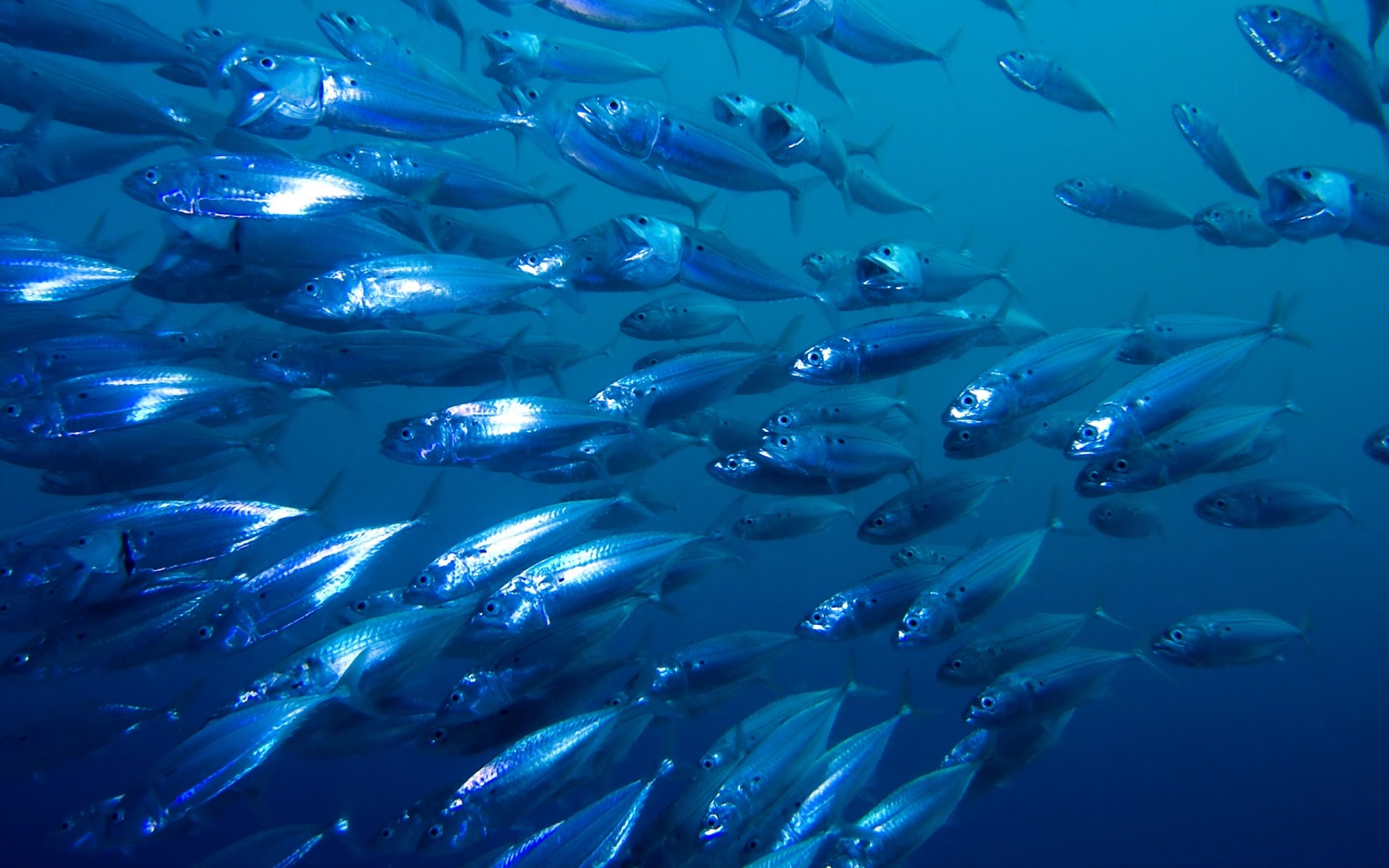 Téléchargez des papiers peints mobile Animaux, Océan, Poisson, Sous Marin gratuitement.