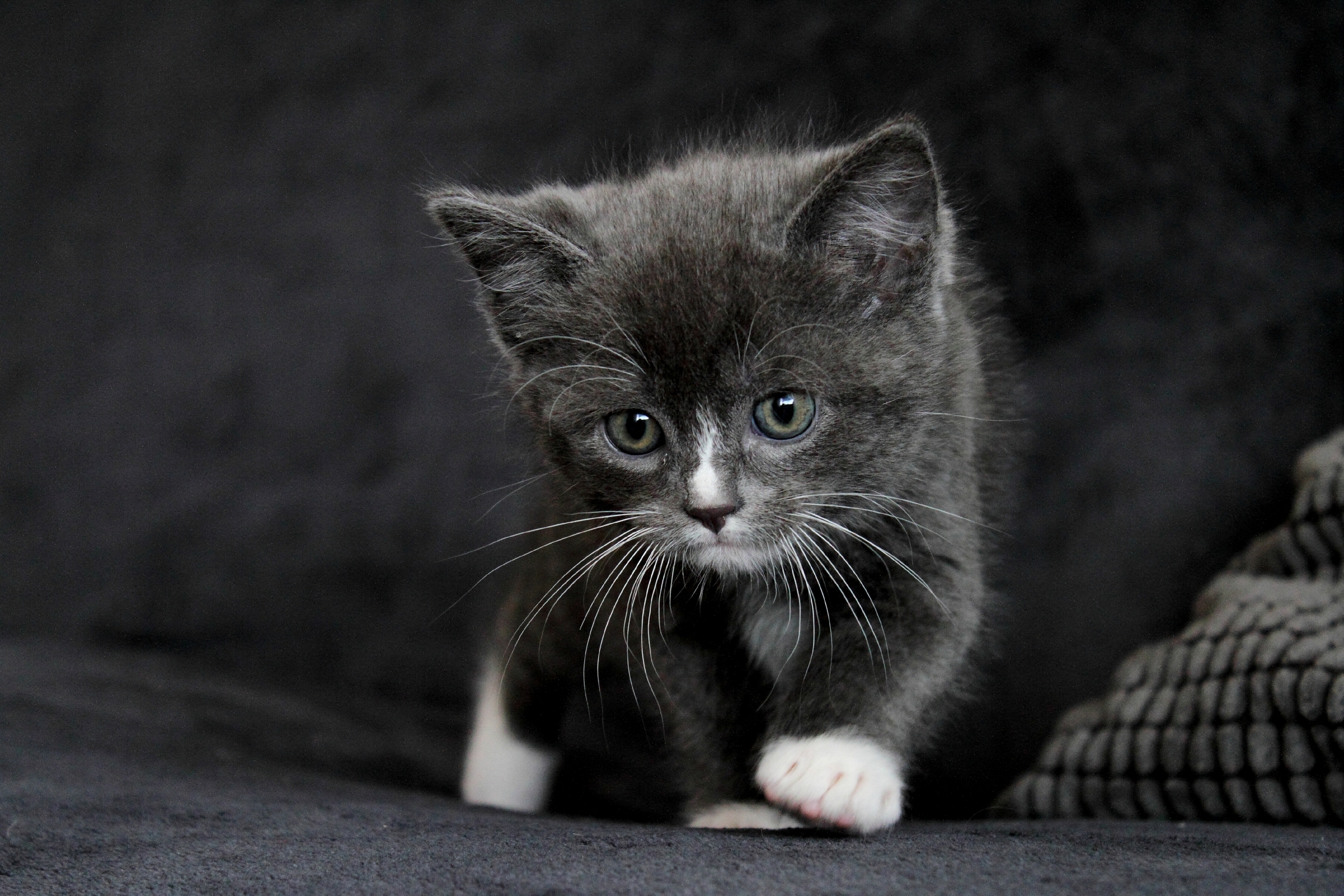 Baixe gratuitamente a imagem Animais, Gatos, Gato, Gatinho na área de trabalho do seu PC