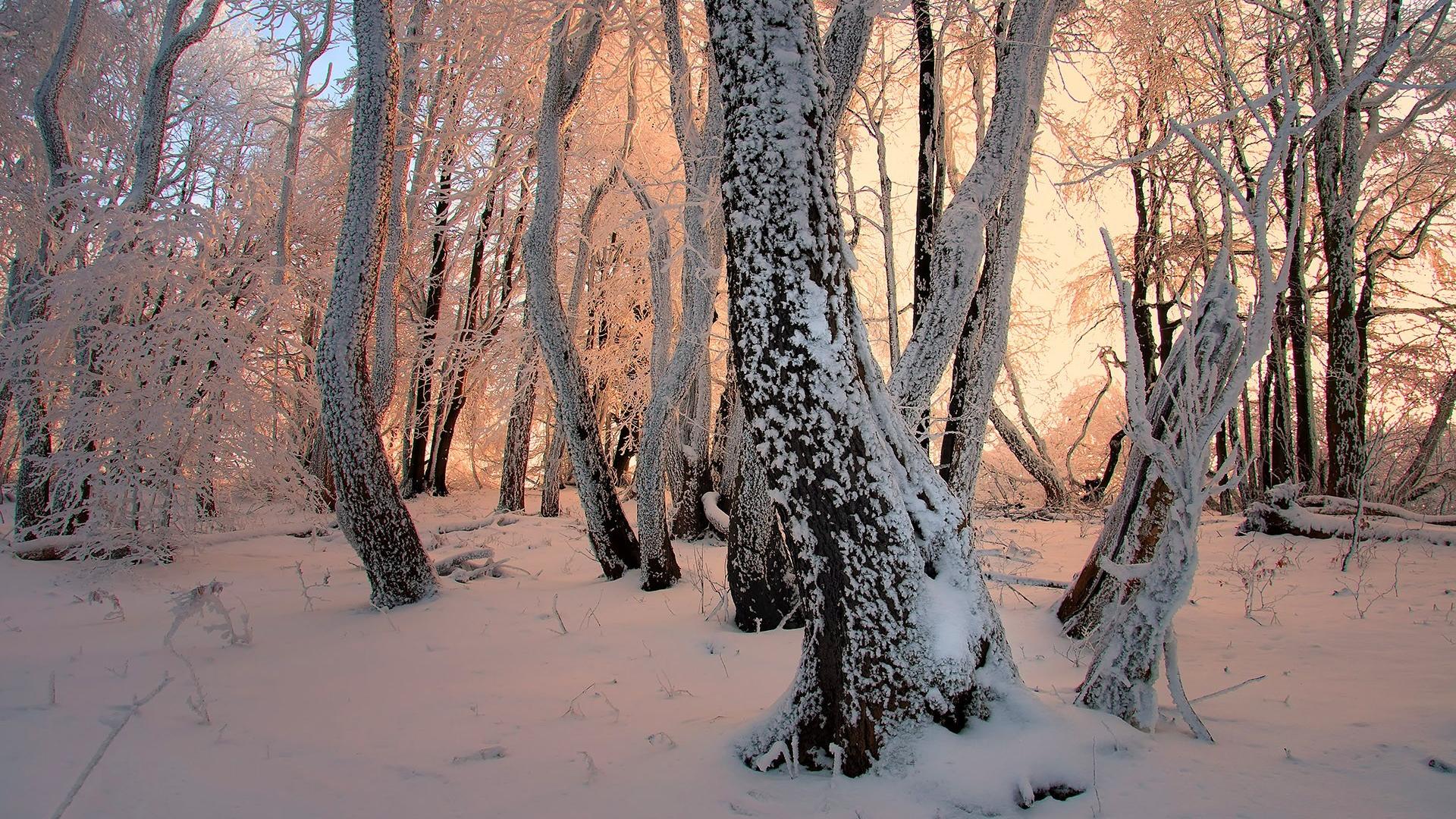 Handy-Wallpaper Winter, Schnee, Wald, Baum, Erde/natur kostenlos herunterladen.