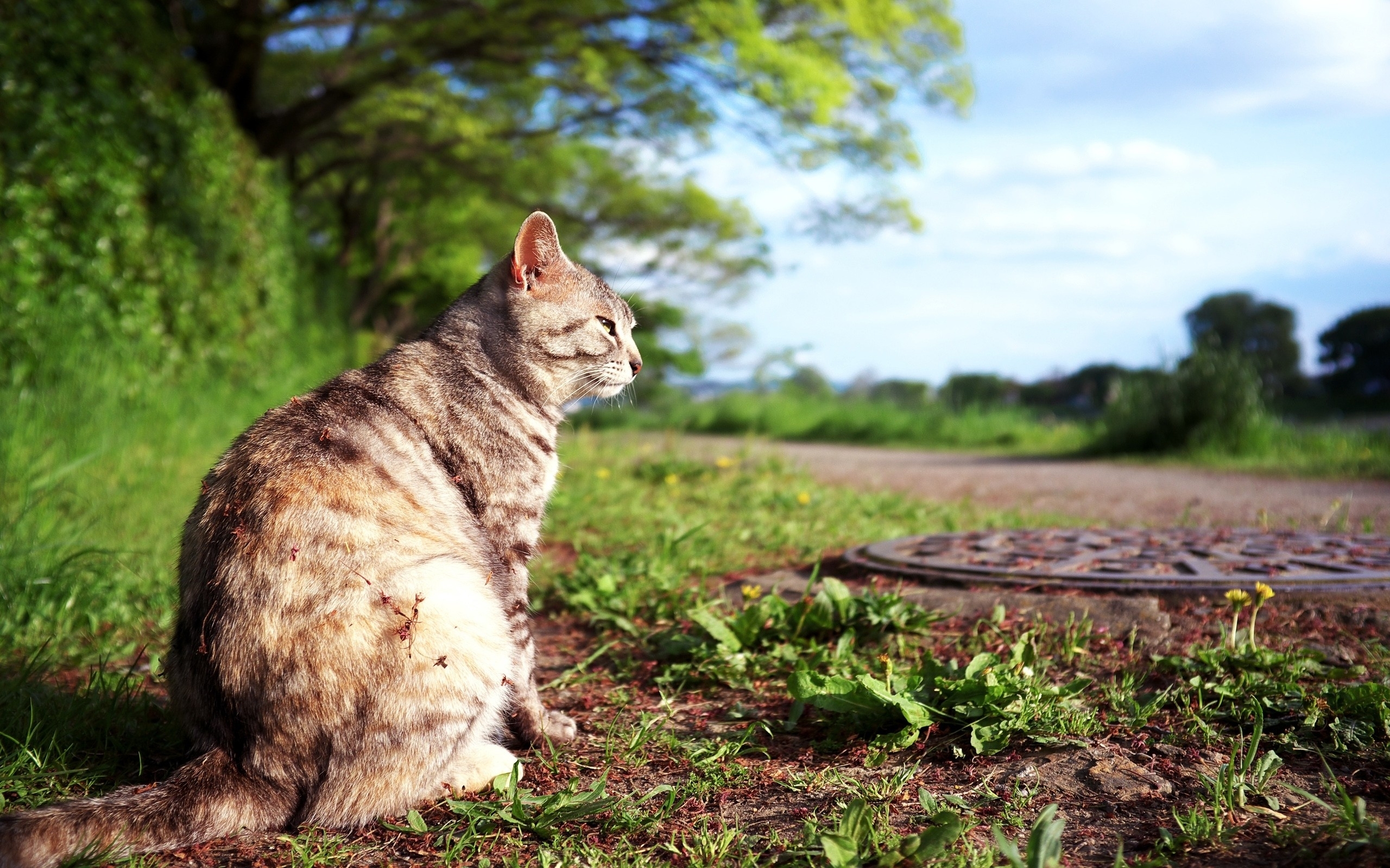 Handy-Wallpaper Tiere, Katze kostenlos herunterladen.