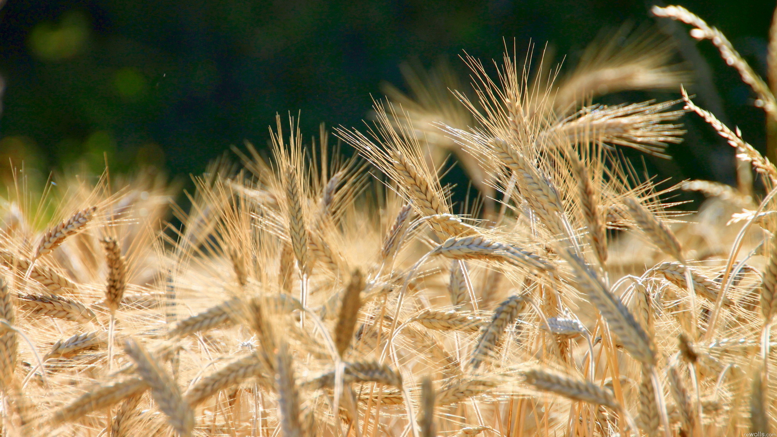 Download mobile wallpaper Wheat, Earth for free.