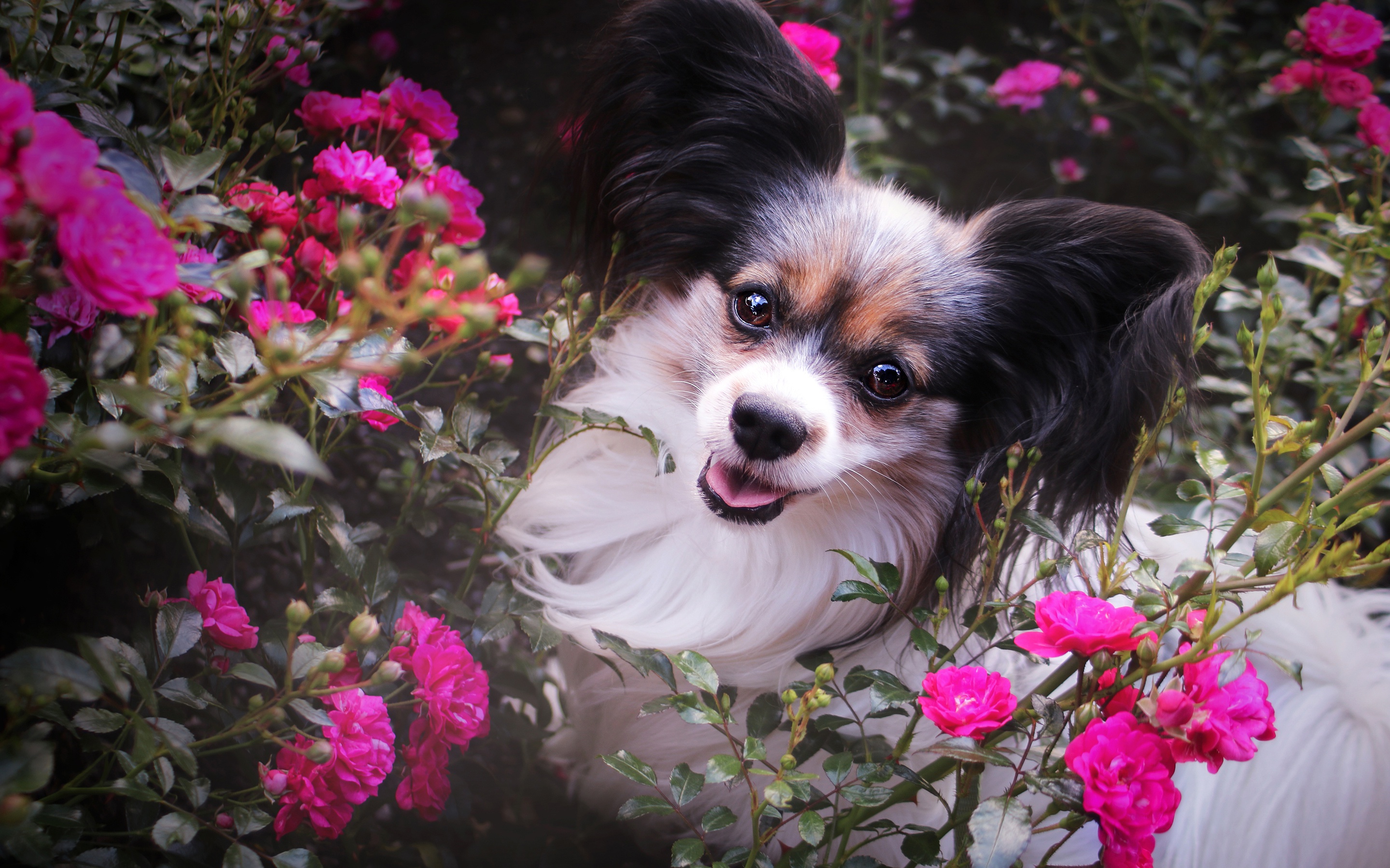 477853壁紙のダウンロード動物, パピヨン, 犬, パピヨン (犬), ピンクの花-スクリーンセーバーと写真を無料で