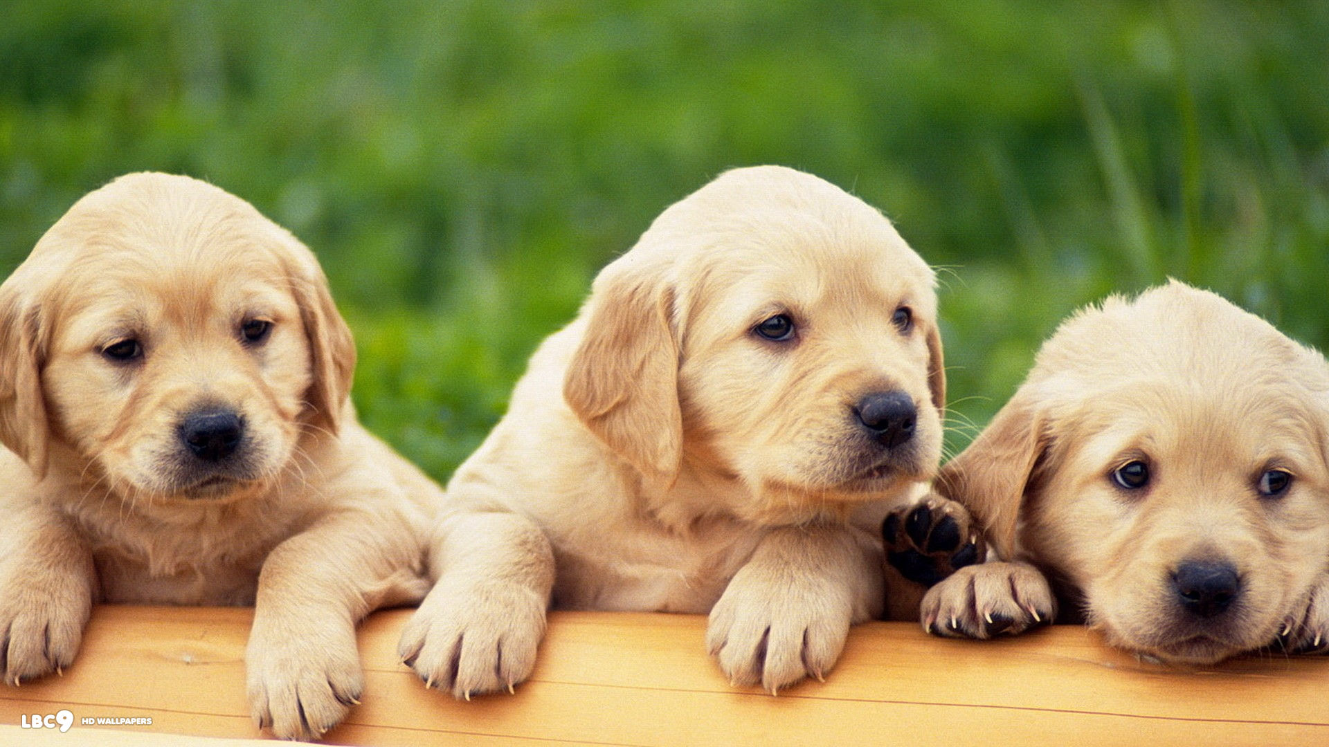 Download mobile wallpaper Animal, Puppy, Cute, Labrador Retriever for free.