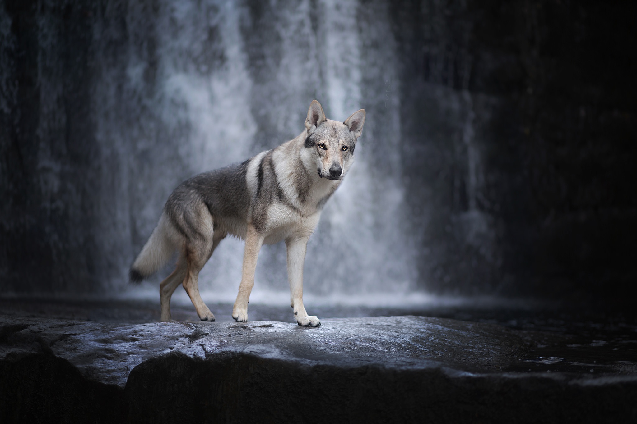 424280 baixar papel de parede animais, cão lobo, cão, cachoeira, cães - protetores de tela e imagens gratuitamente