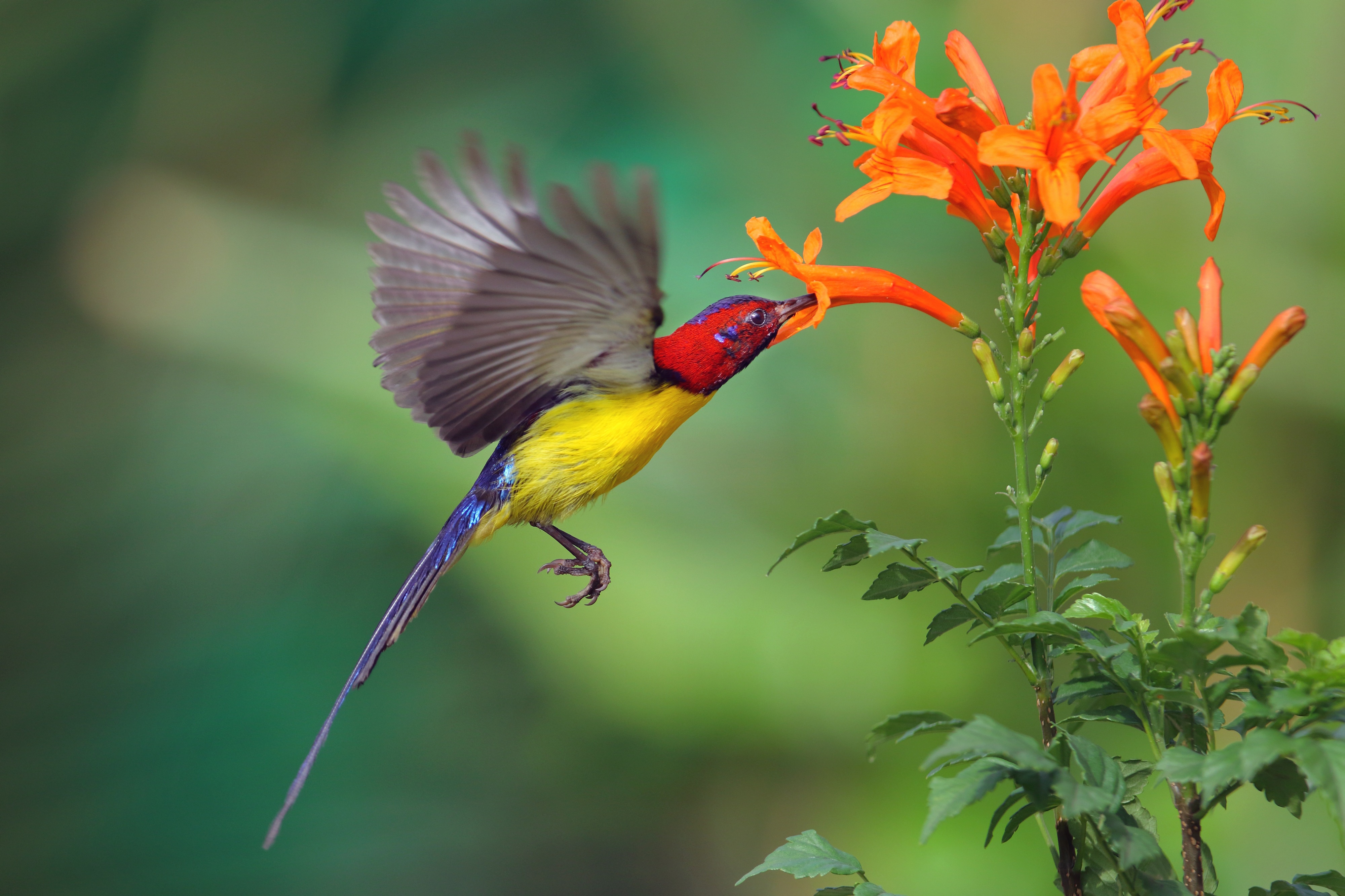 Baixar papel de parede para celular de Animais, Aves, Beija Flor gratuito.