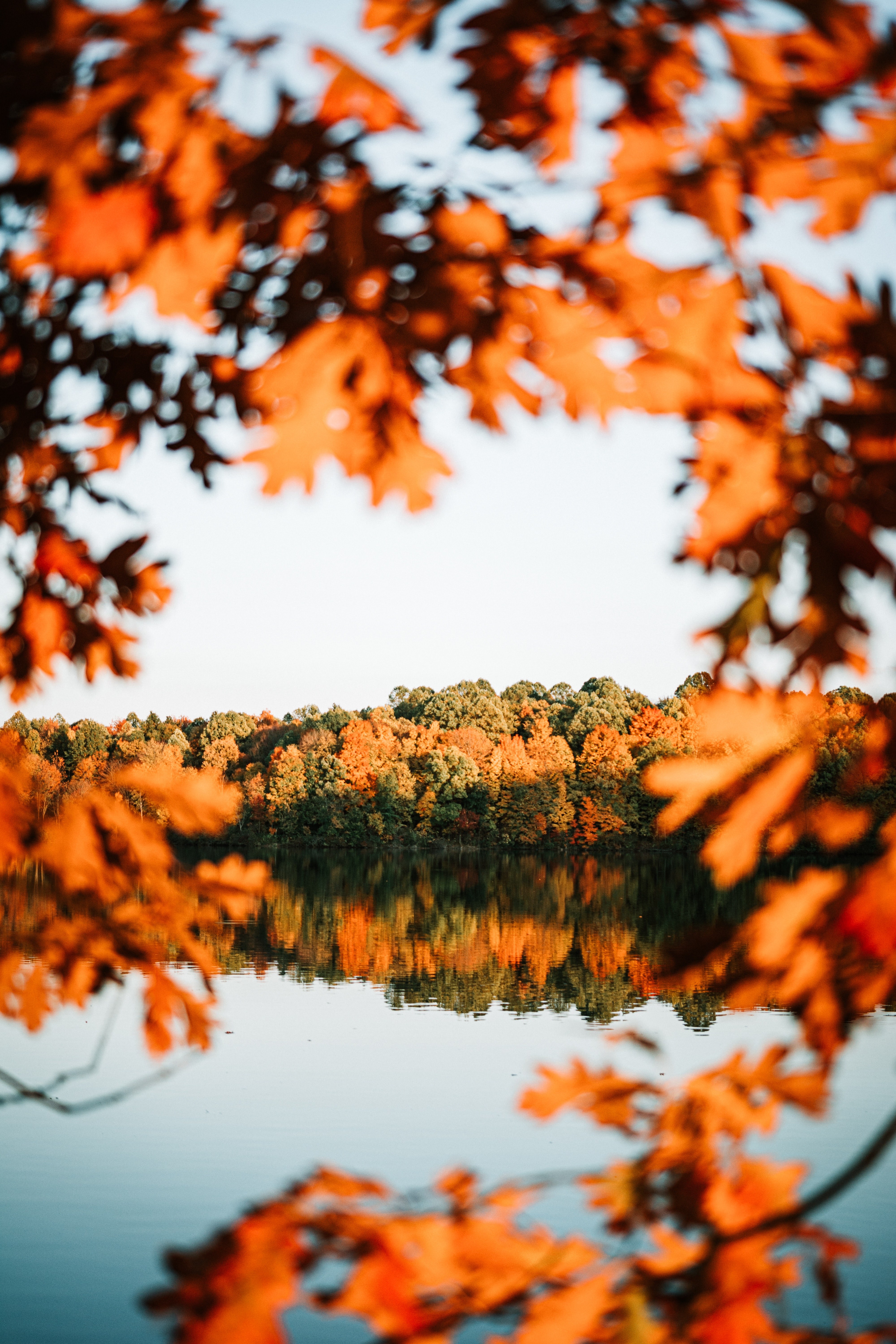 Скачать картинку Природа, Деревья, Берег, Озеро, Пейзаж, Осень в телефон бесплатно.