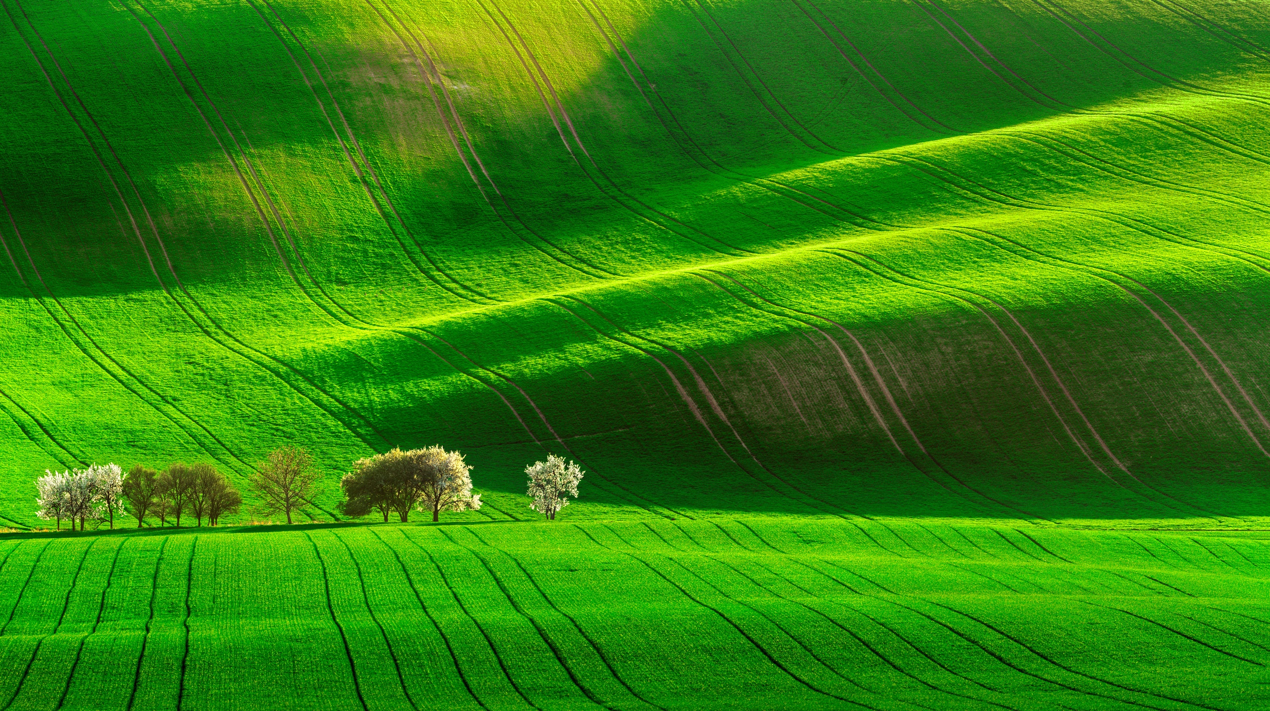 Download mobile wallpaper Nature, Tree, Earth, Field, Greenery for free.