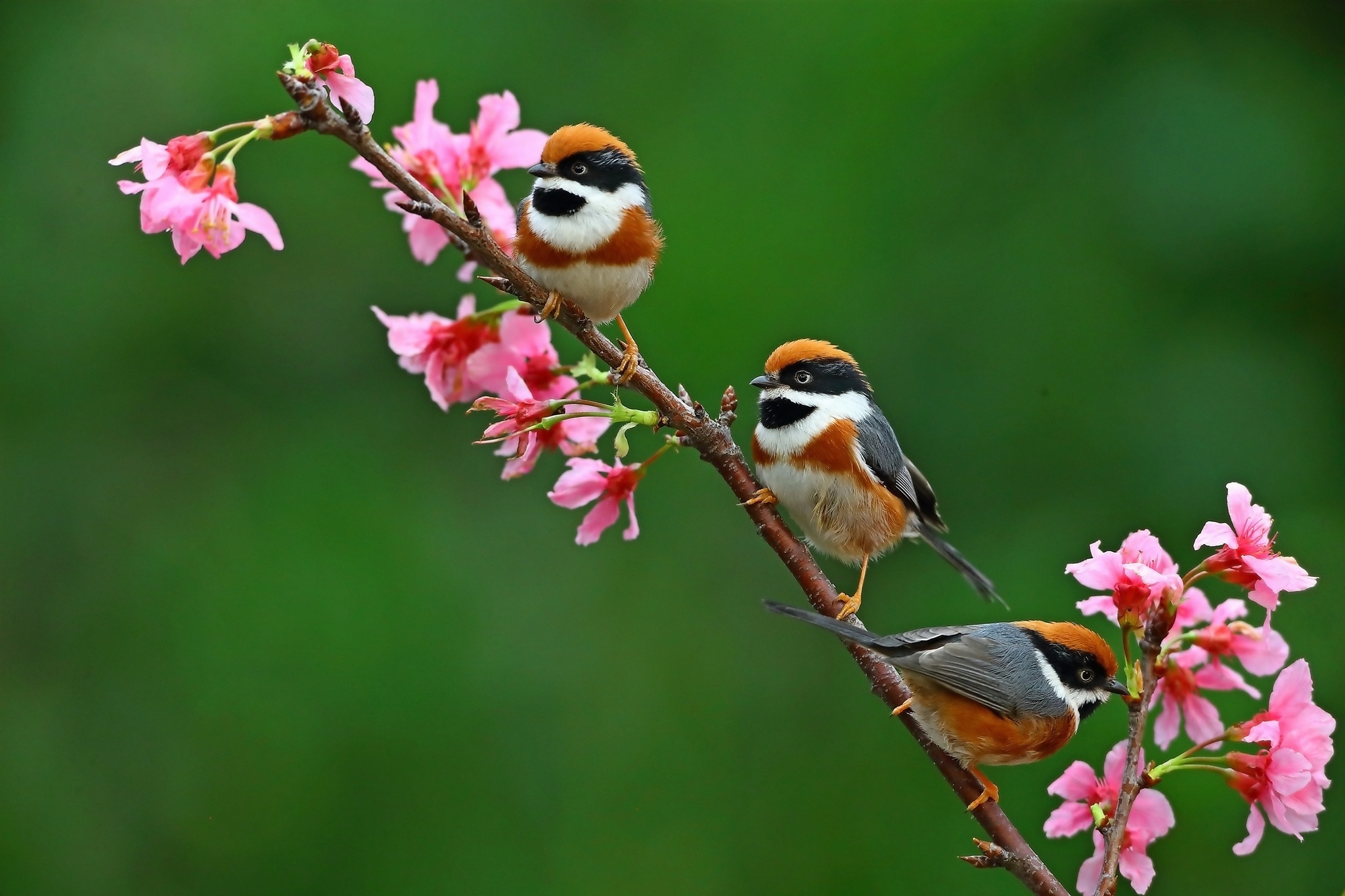 Laden Sie das Tiere, Vögel, Blume, Meise, Schwarzkehlmeise-Bild kostenlos auf Ihren PC-Desktop herunter