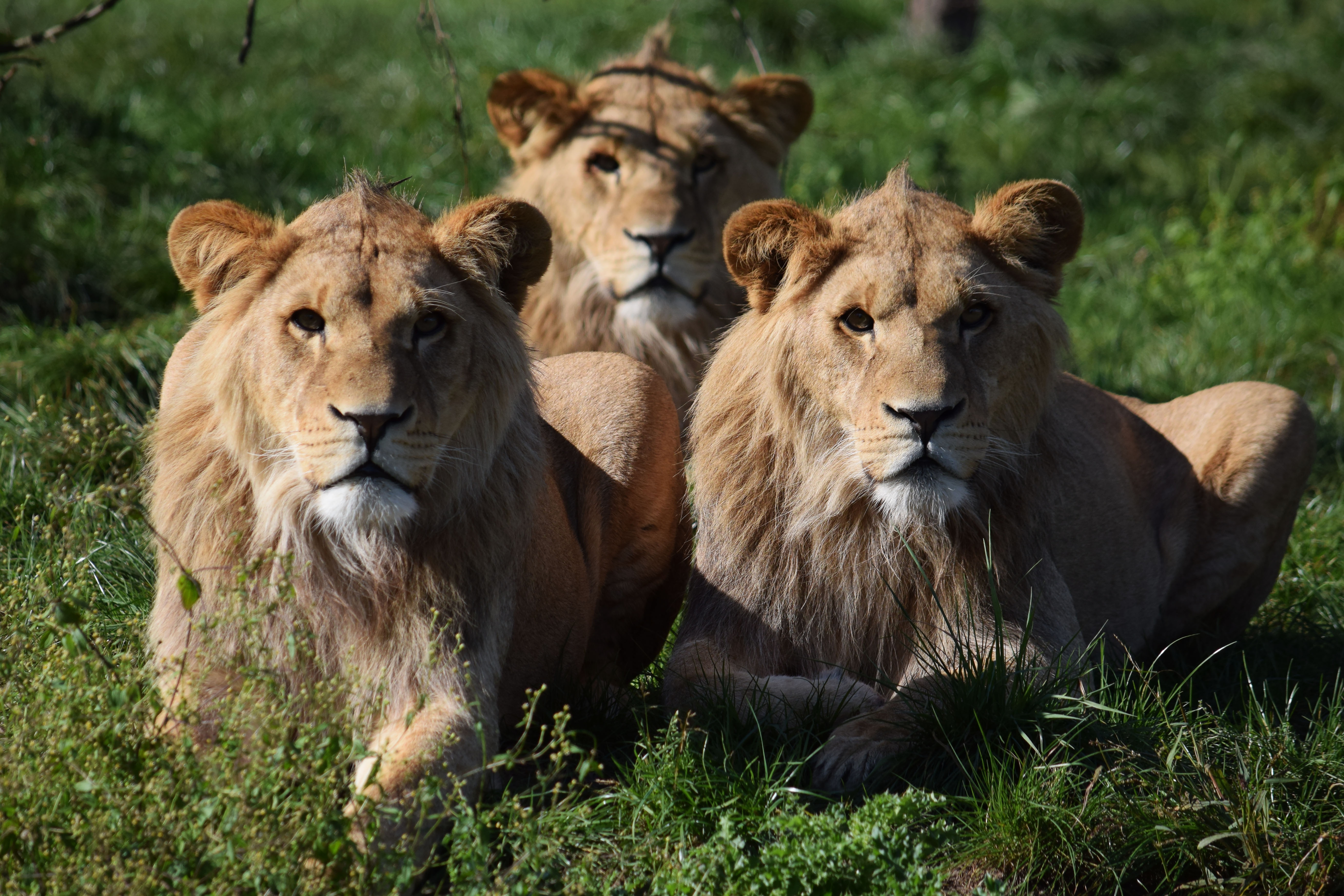 Téléchargez gratuitement l'image Animaux, Chats, Lion, Regard sur le bureau de votre PC