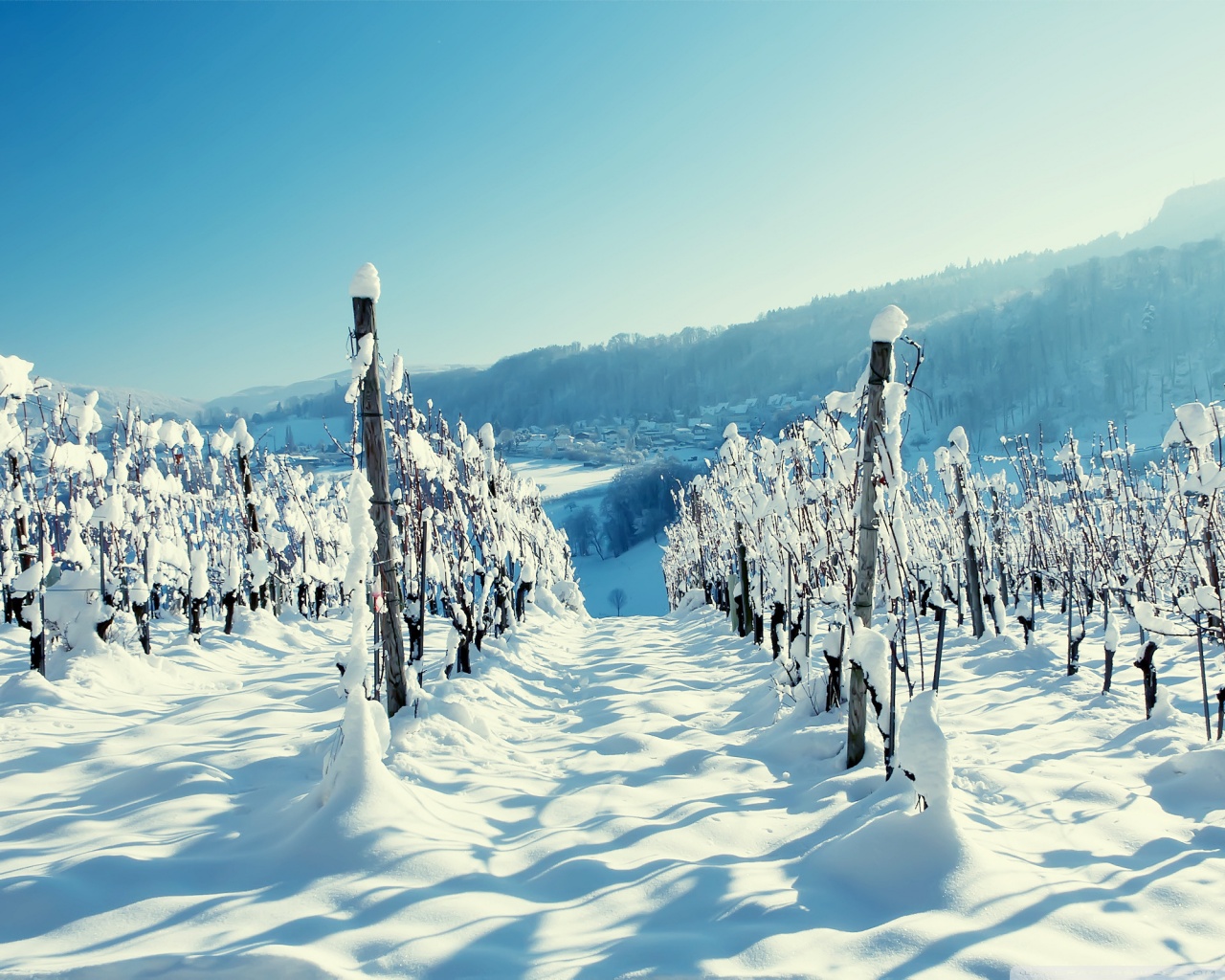 man made, vineyard, panorama, snow, winter