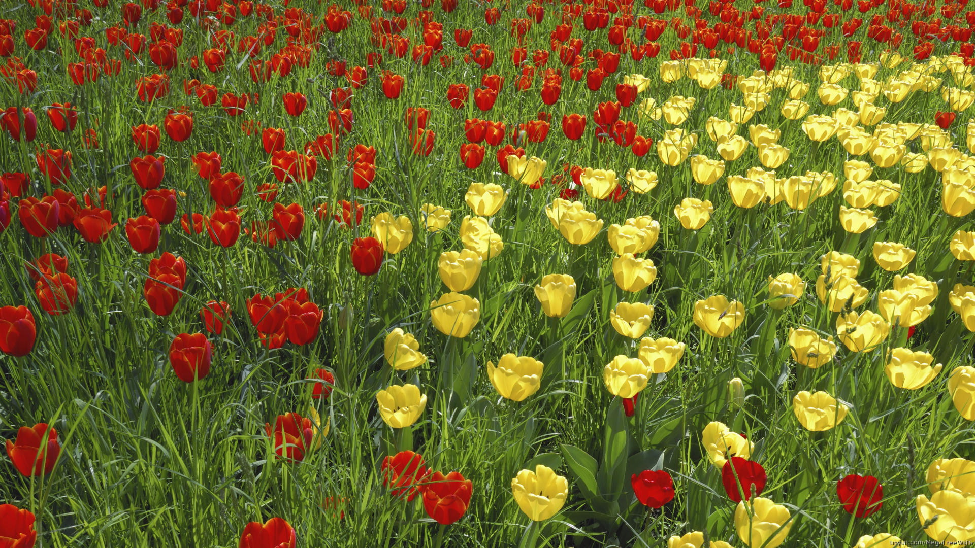 Download mobile wallpaper Red Flower, Tulip, Yellow Flower, Flowers, Nature, Flower, Earth for free.