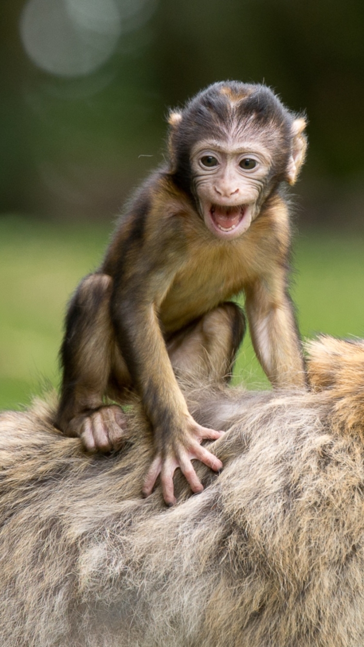 Download mobile wallpaper Monkeys, Monkey, Animal, Macaque, Baby Animal for free.