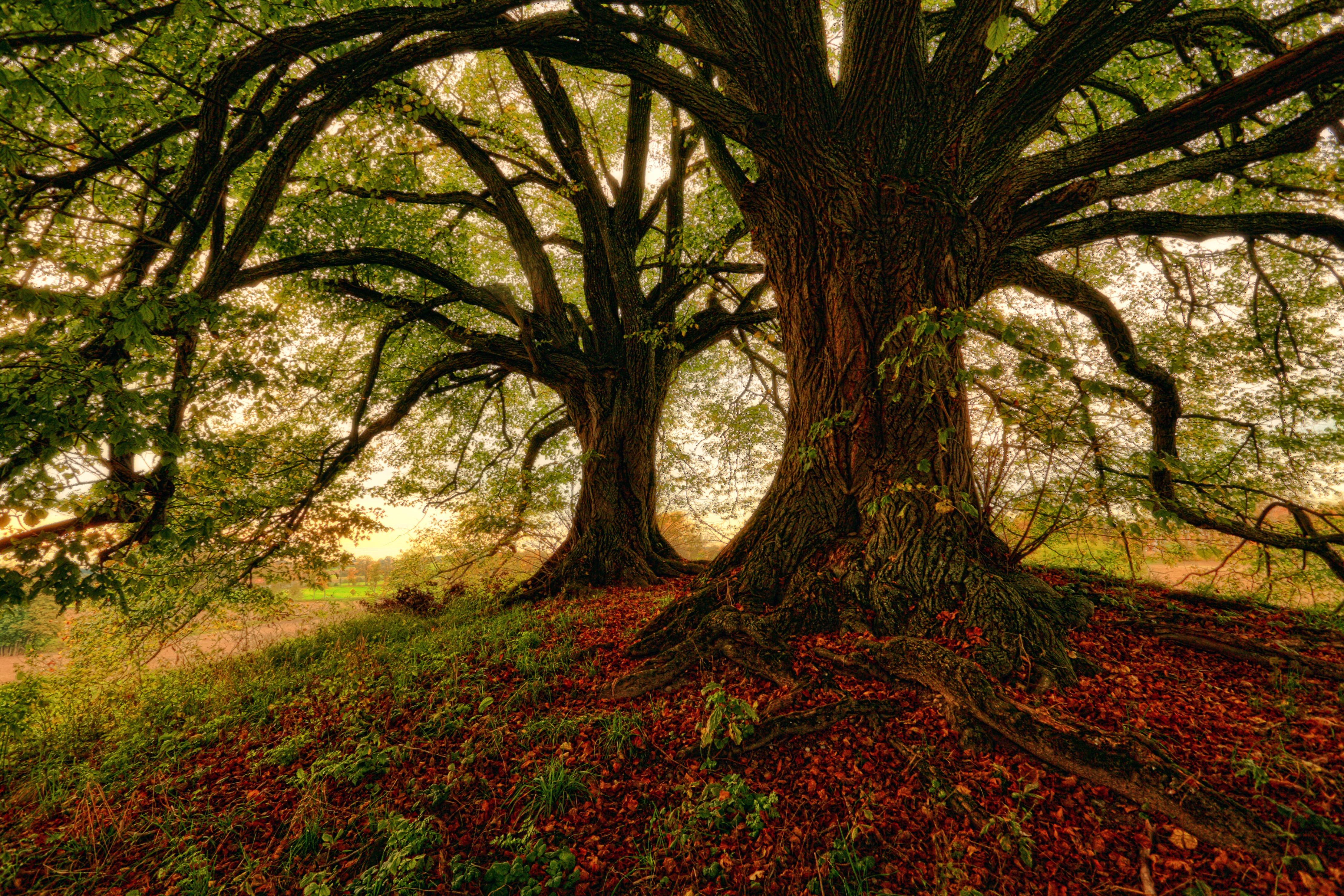 Скачать картинку Дерево, Природа, Мох, Трава, Листва в телефон бесплатно.