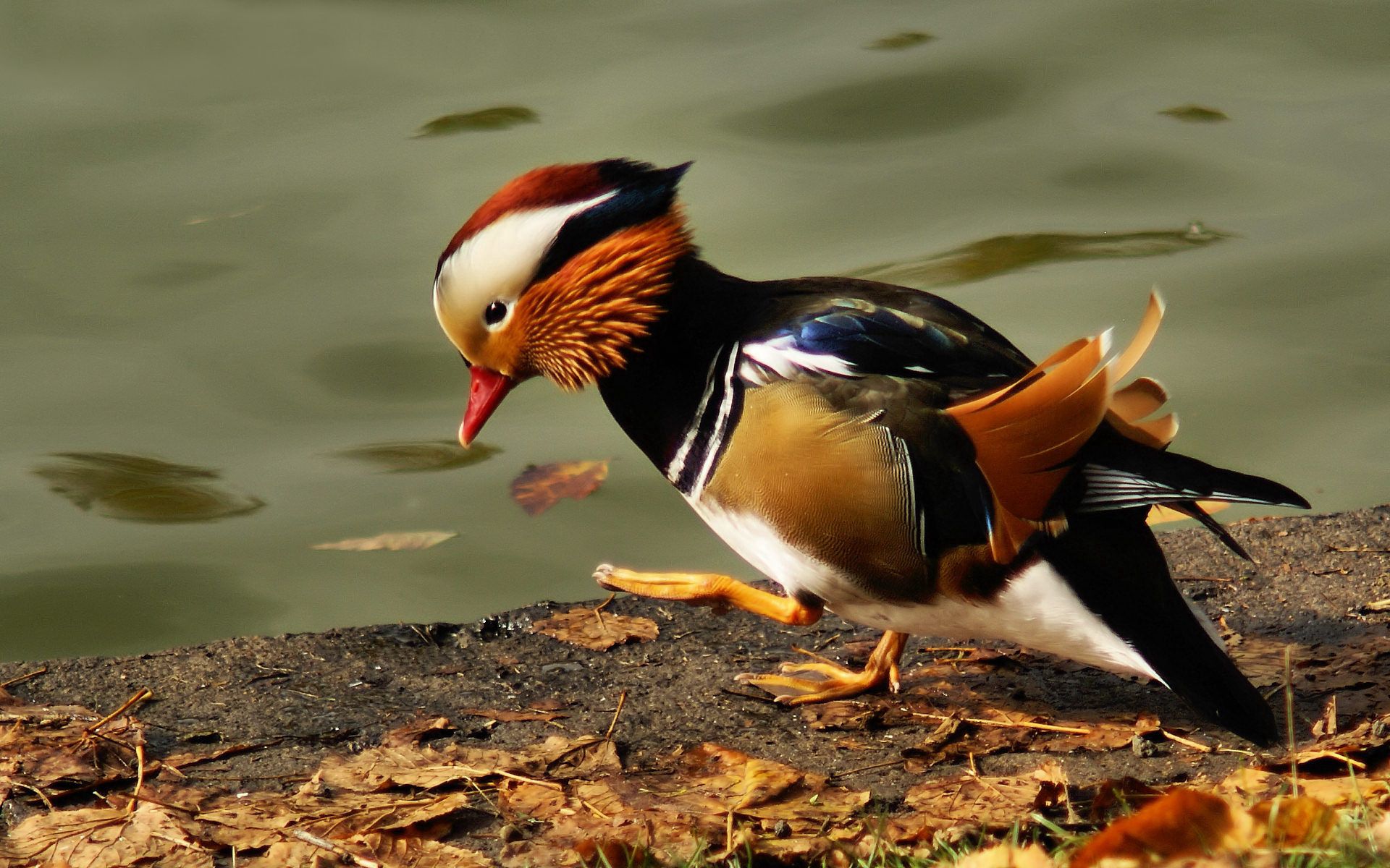 pond, animals, feather, bird, color, mandarin duck 1080p