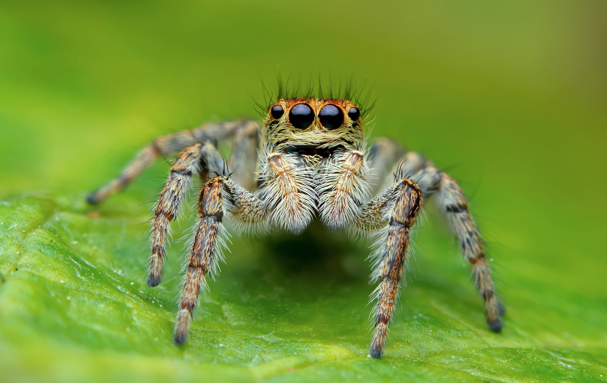 280541 baixar imagens animais, aranha, aranha saltadora - papéis de parede e protetores de tela gratuitamente