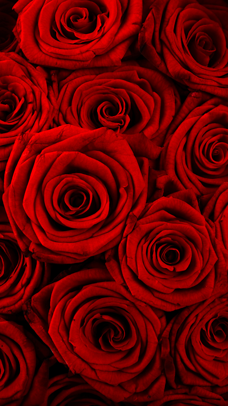 Download mobile wallpaper Flowers, Rose, Close Up, Earth, Red Flower for free.