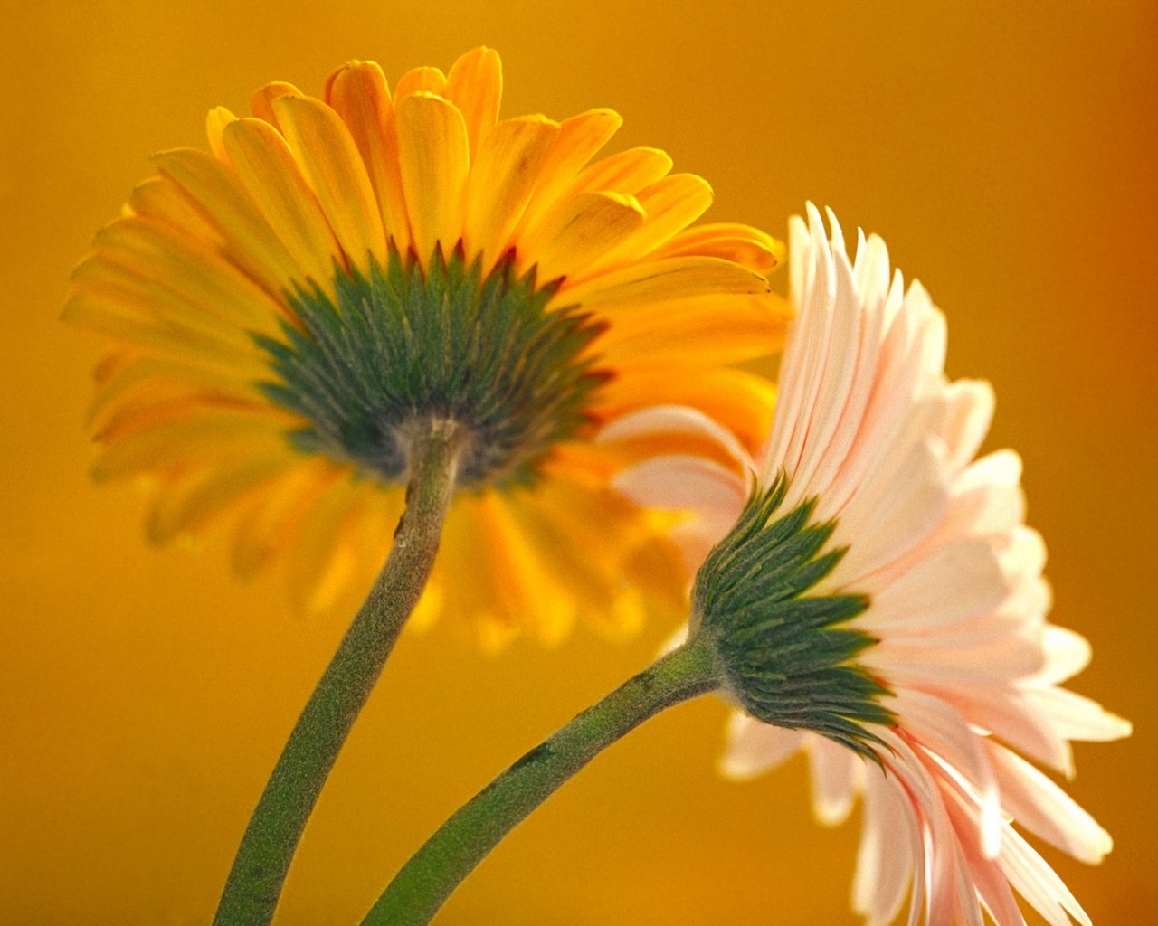 Descarga gratuita de fondo de pantalla para móvil de Flor, Tierra/naturaleza.