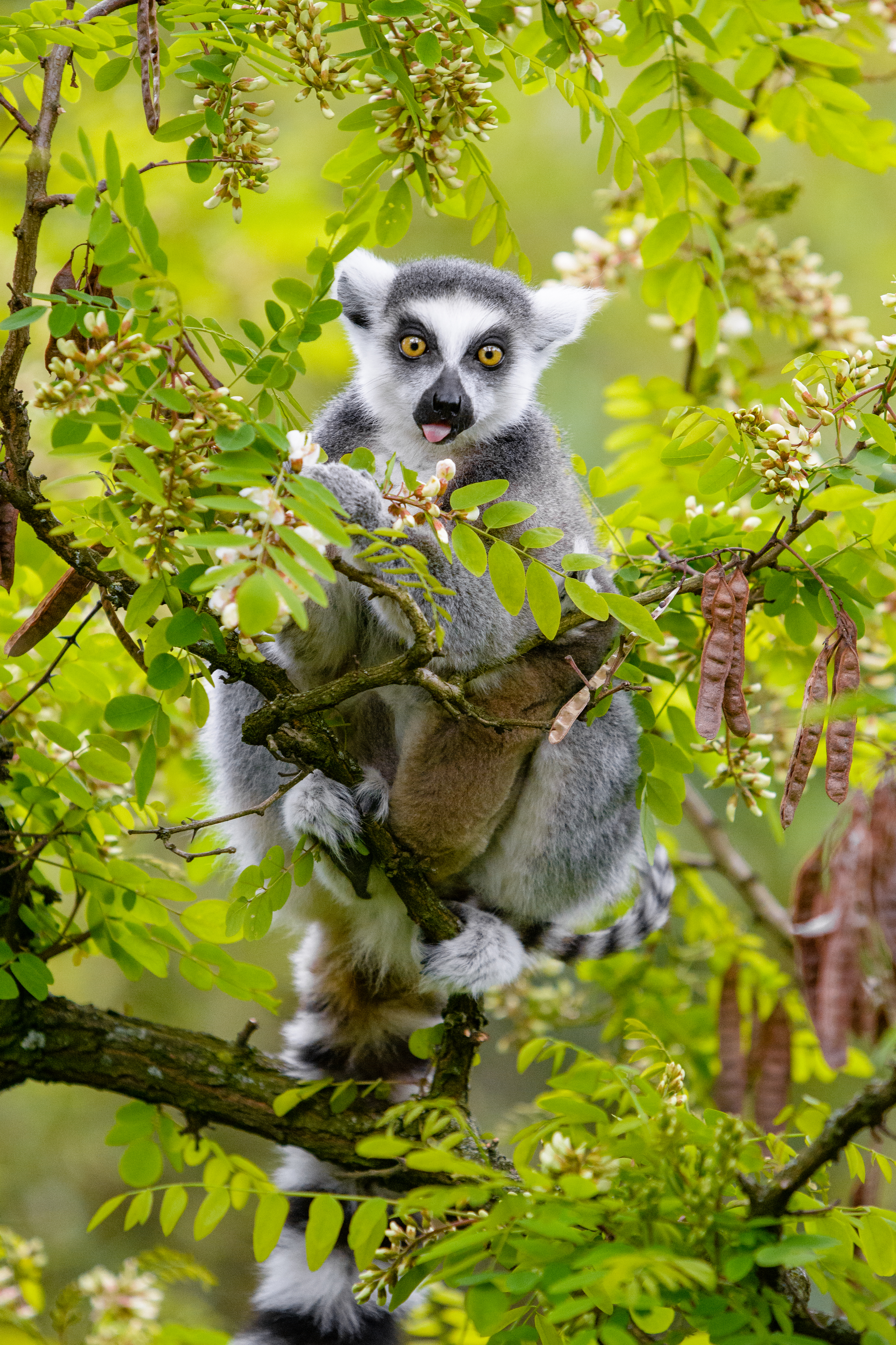 Free download wallpaper Animals, Tree, Branches, Animal, Protruding Tongue, Tongue Stuck Out, Lemur, Wood, Funny on your PC desktop