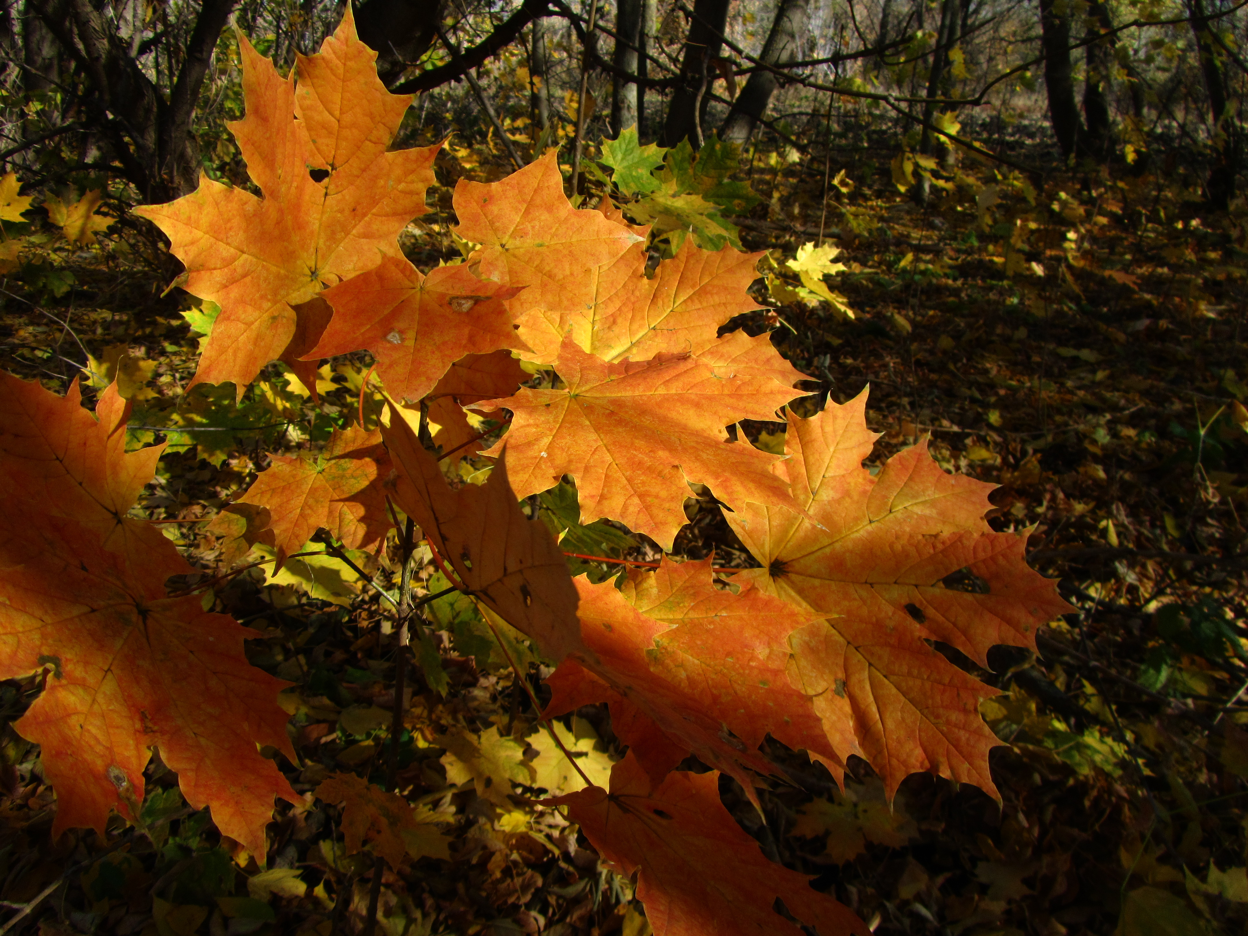 Handy-Wallpaper Blatt, Erde/natur kostenlos herunterladen.