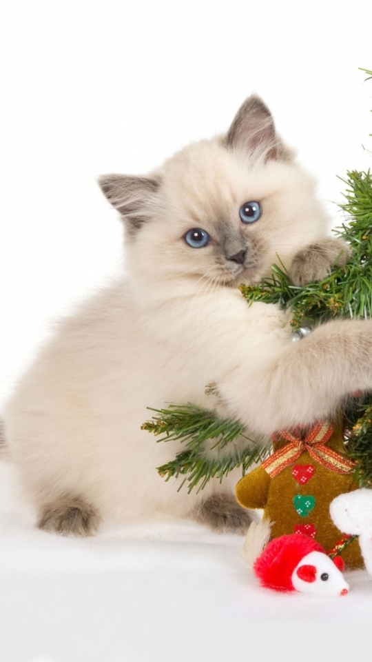 Handy-Wallpaper Feiertage, Weihnachten, Katze, Süß, Weihnachtsbaum kostenlos herunterladen.