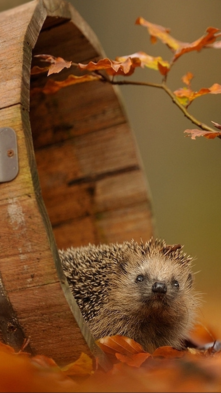 Download mobile wallpaper Animal, Hedgehog for free.