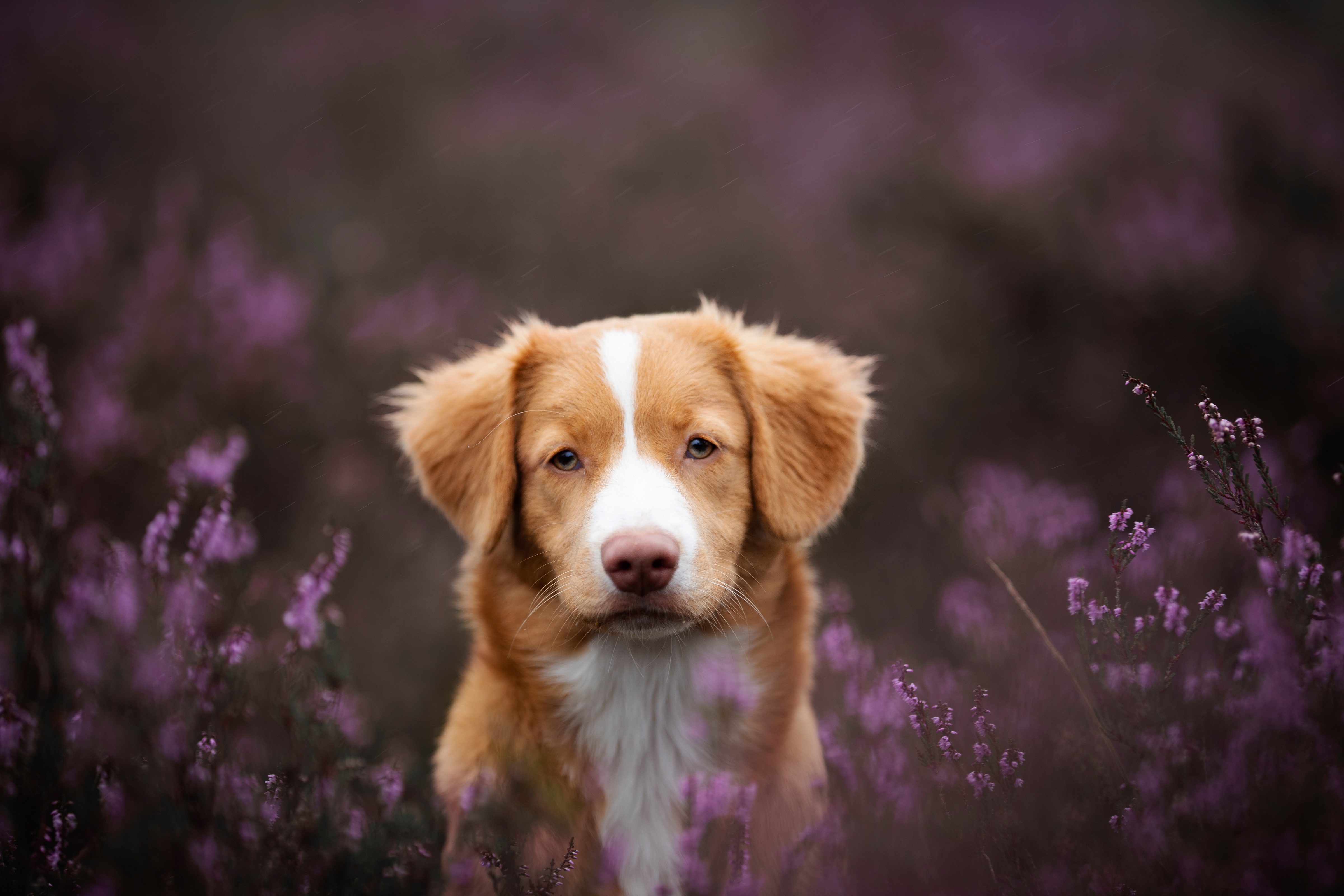 Laden Sie das Tiere, Hunde, Nova Scotia Duck Tolling Retriever-Bild kostenlos auf Ihren PC-Desktop herunter